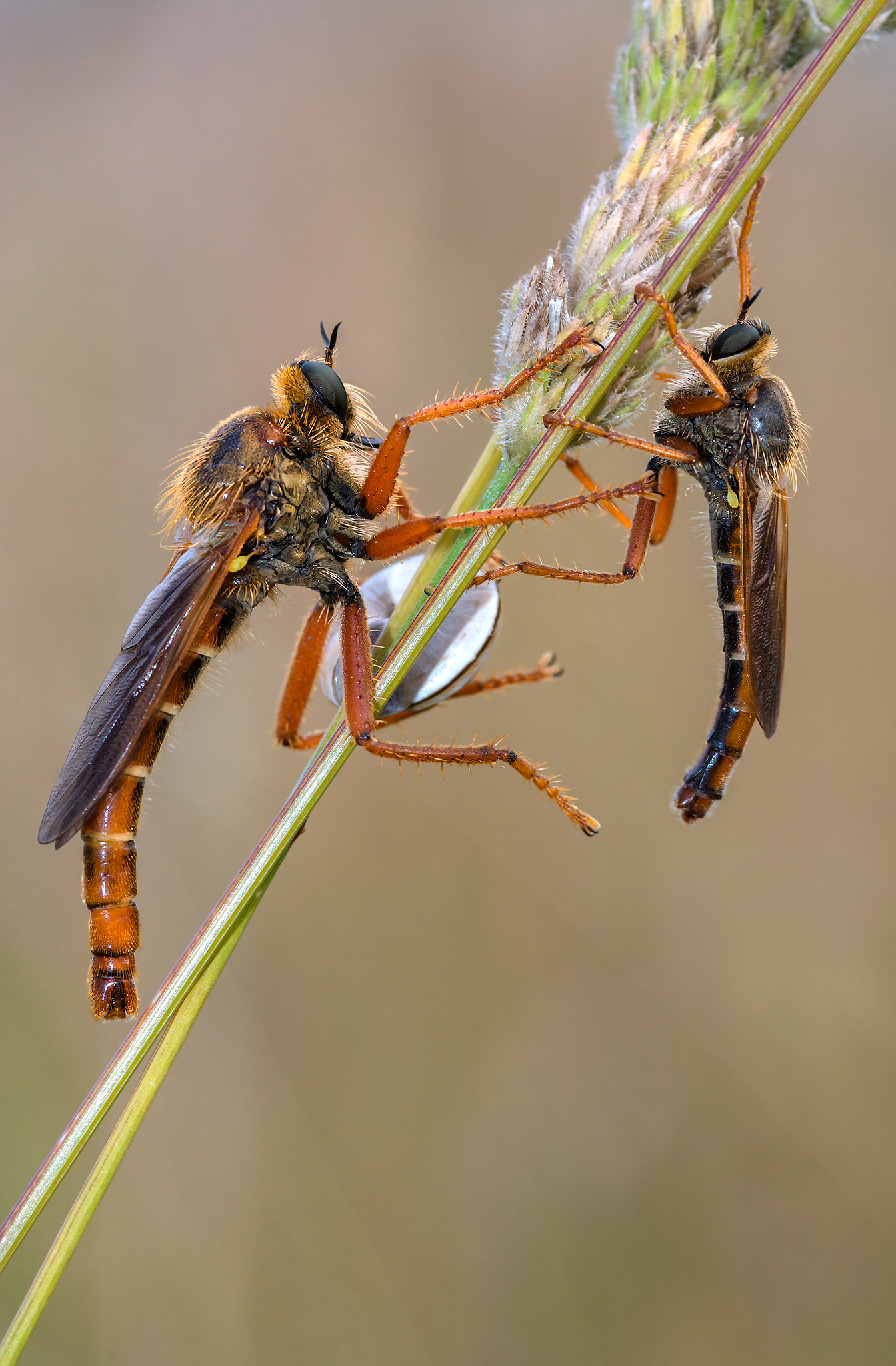 Male and female of Stenopong