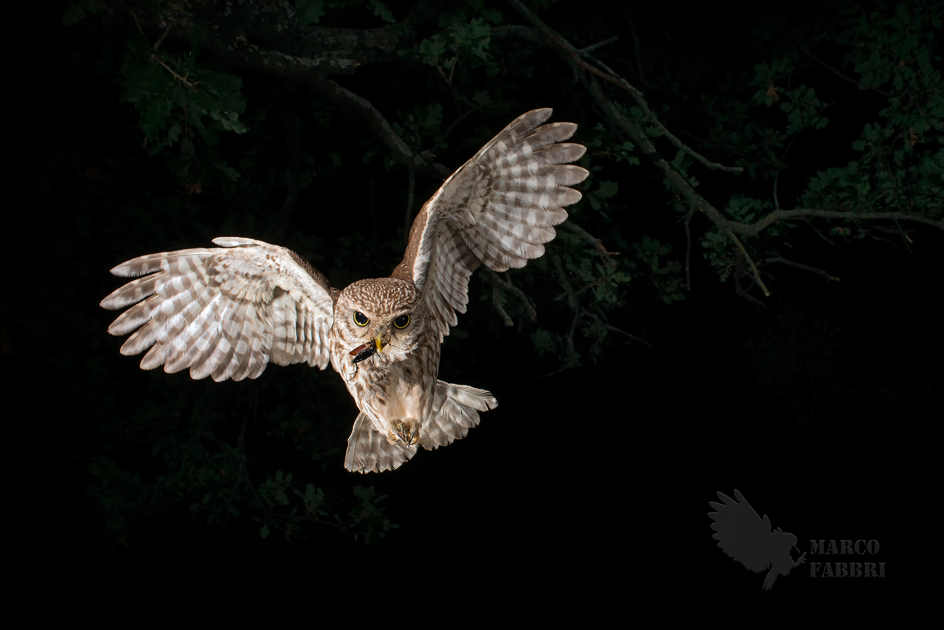 Cacciatrice della notte