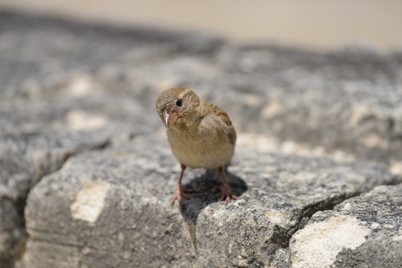 Passerotto non andare via