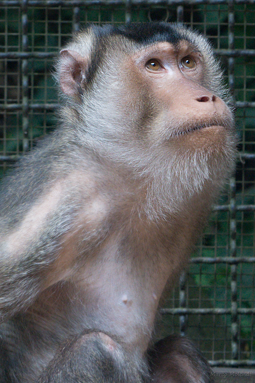 Macaque