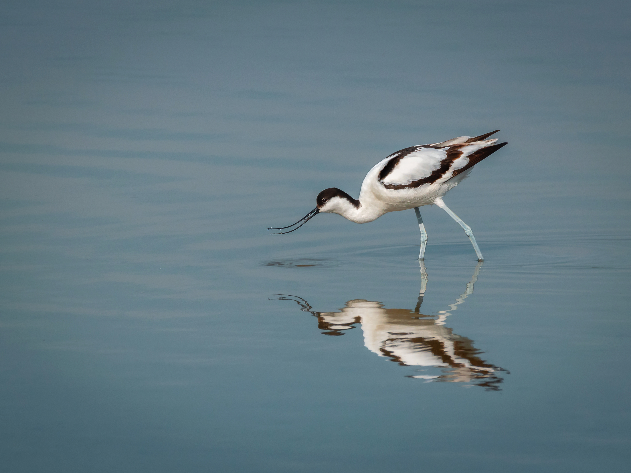 Avocet