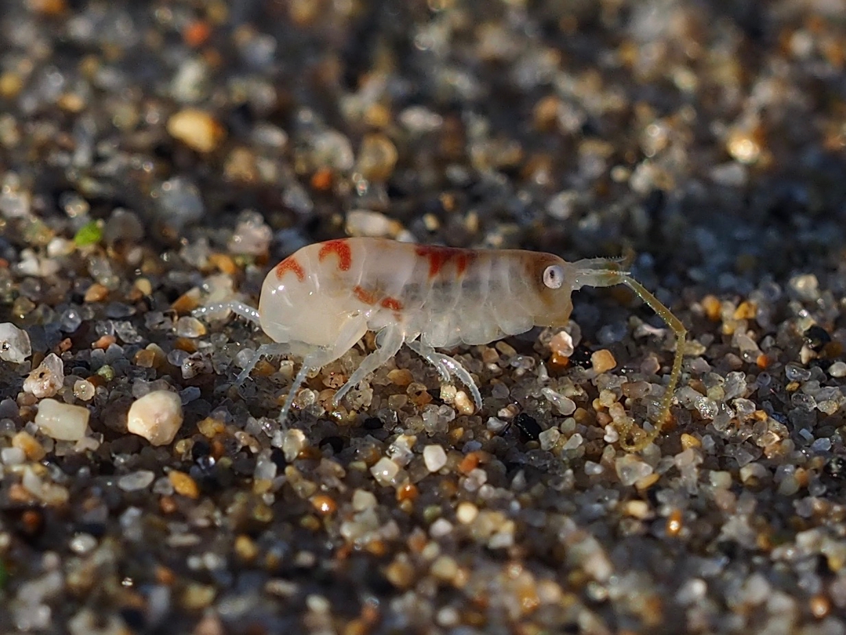 Talitrus saltator
