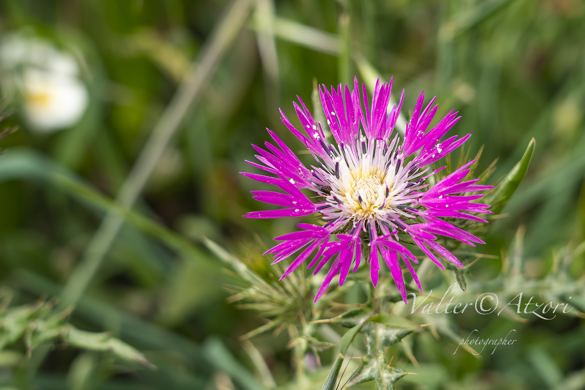 Thistle Flower