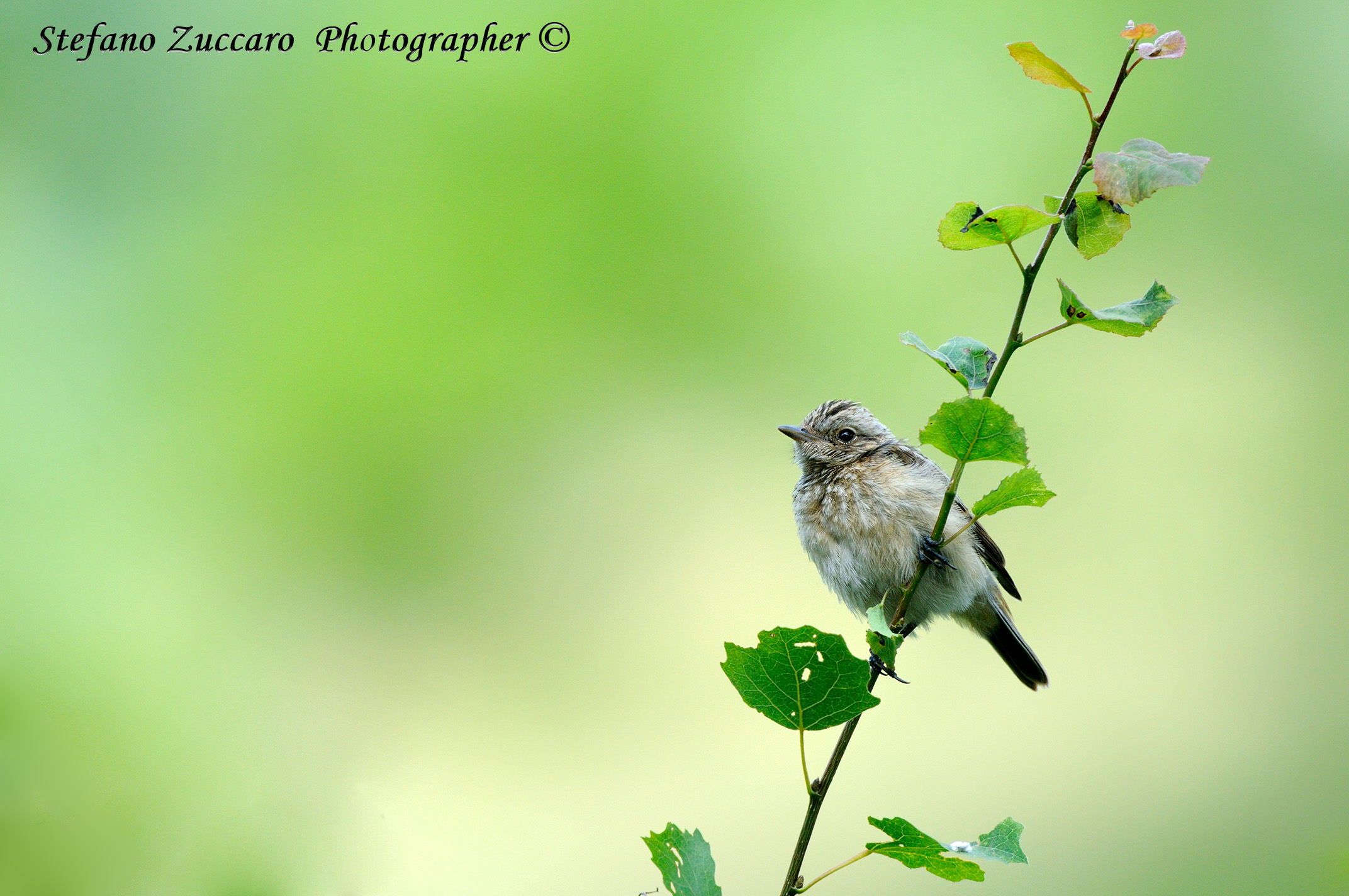 Pigliamosche, Spotted Flycatcher  Muscicapa striata