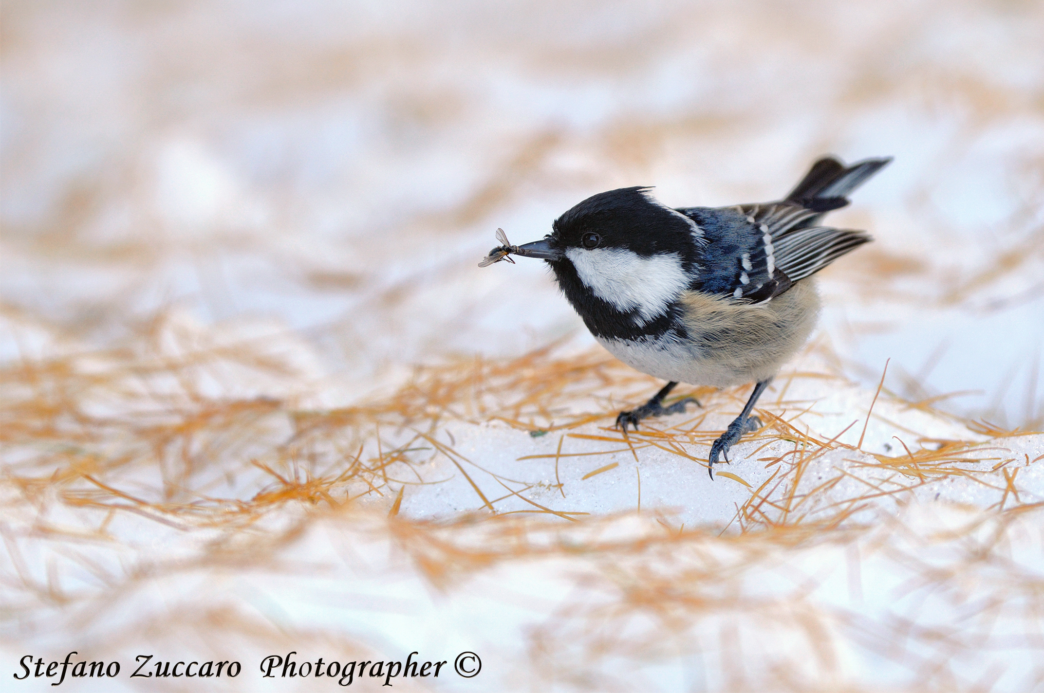 Cincia Mora, Coal Tit, Mésange noire  Parus ater