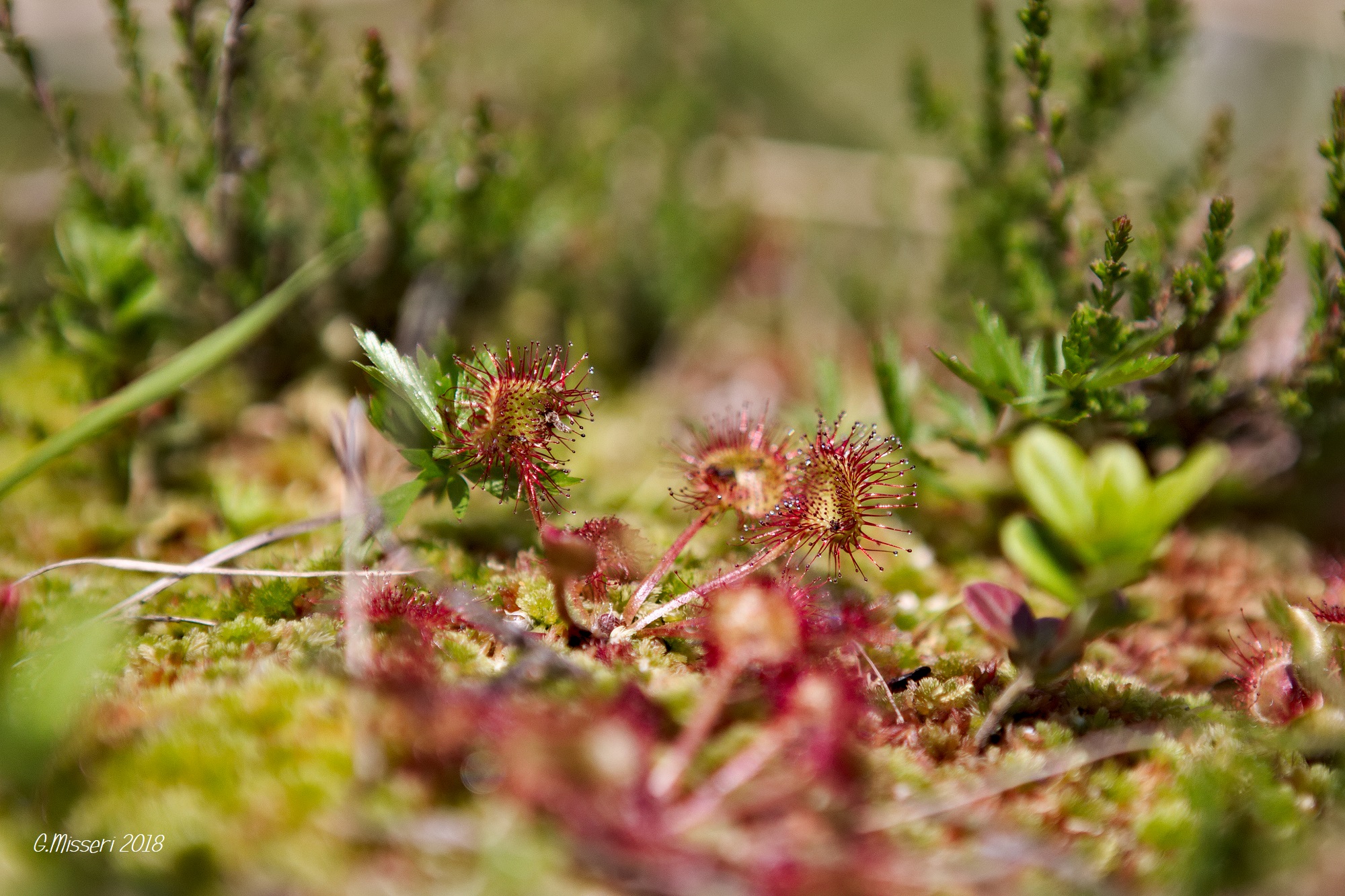 Drosera Rotundifolia