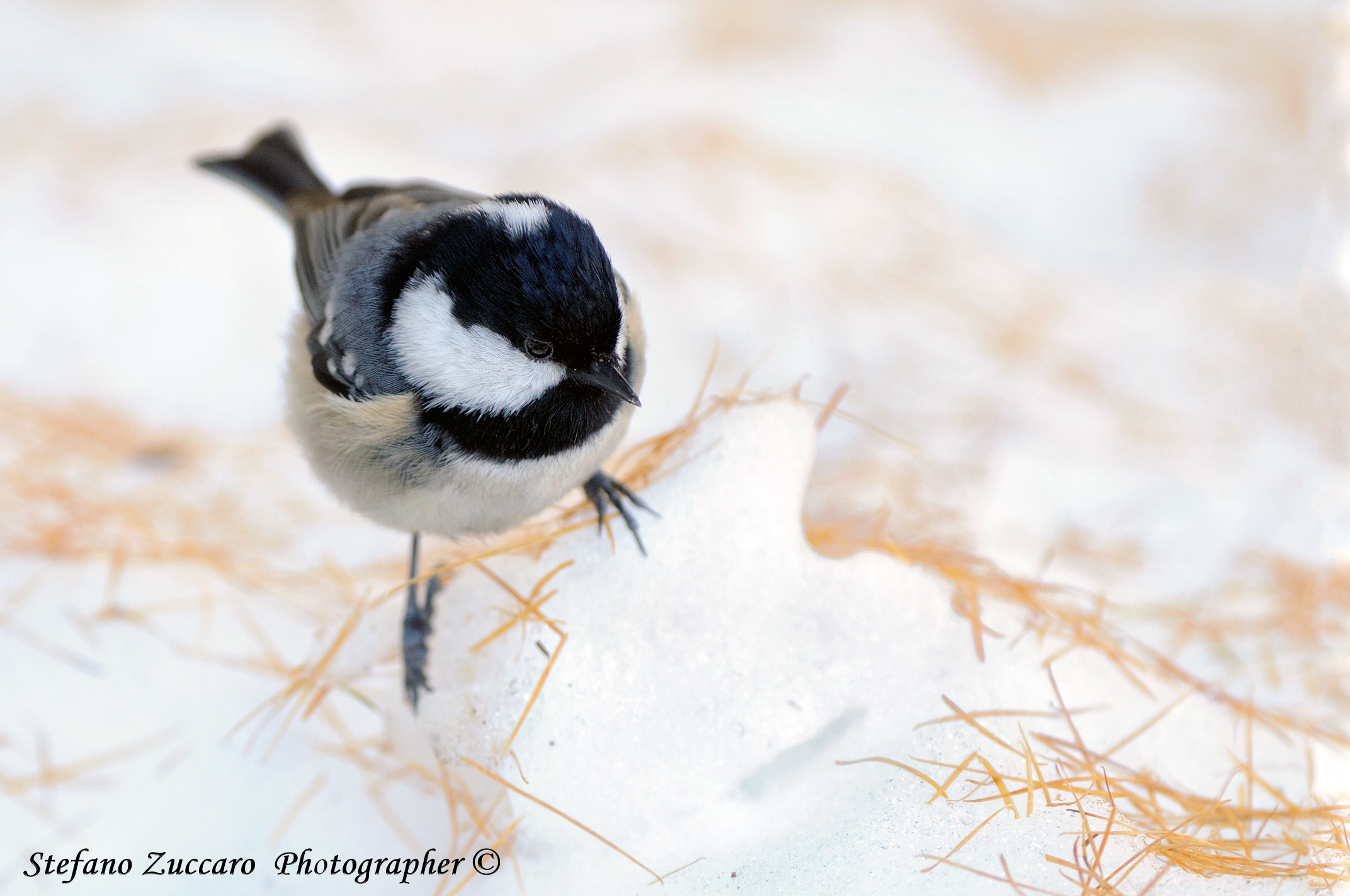Cincia Mora, Coal Tit, Mésange noire  Parus ater