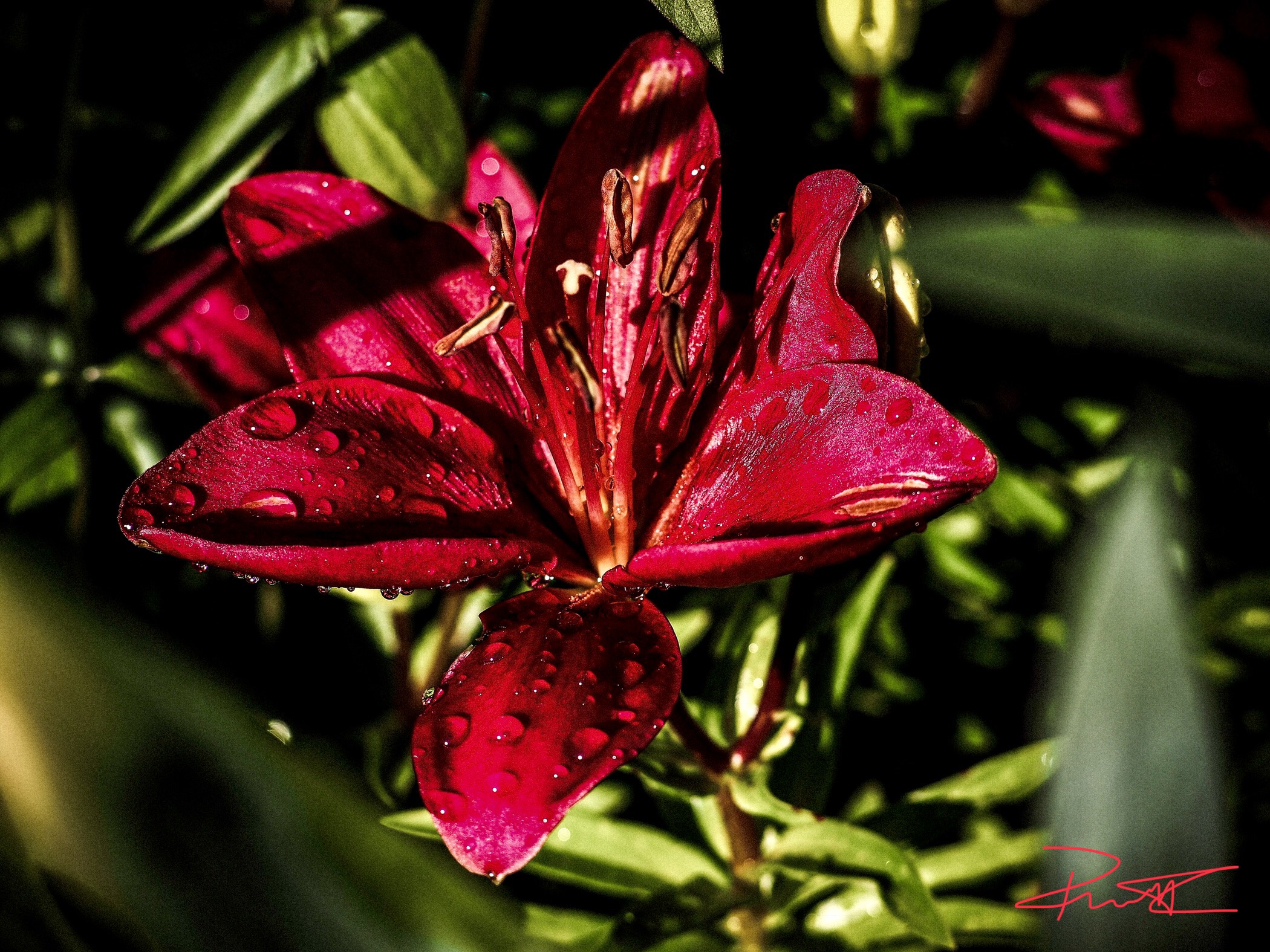 Giglio tigrato rosso