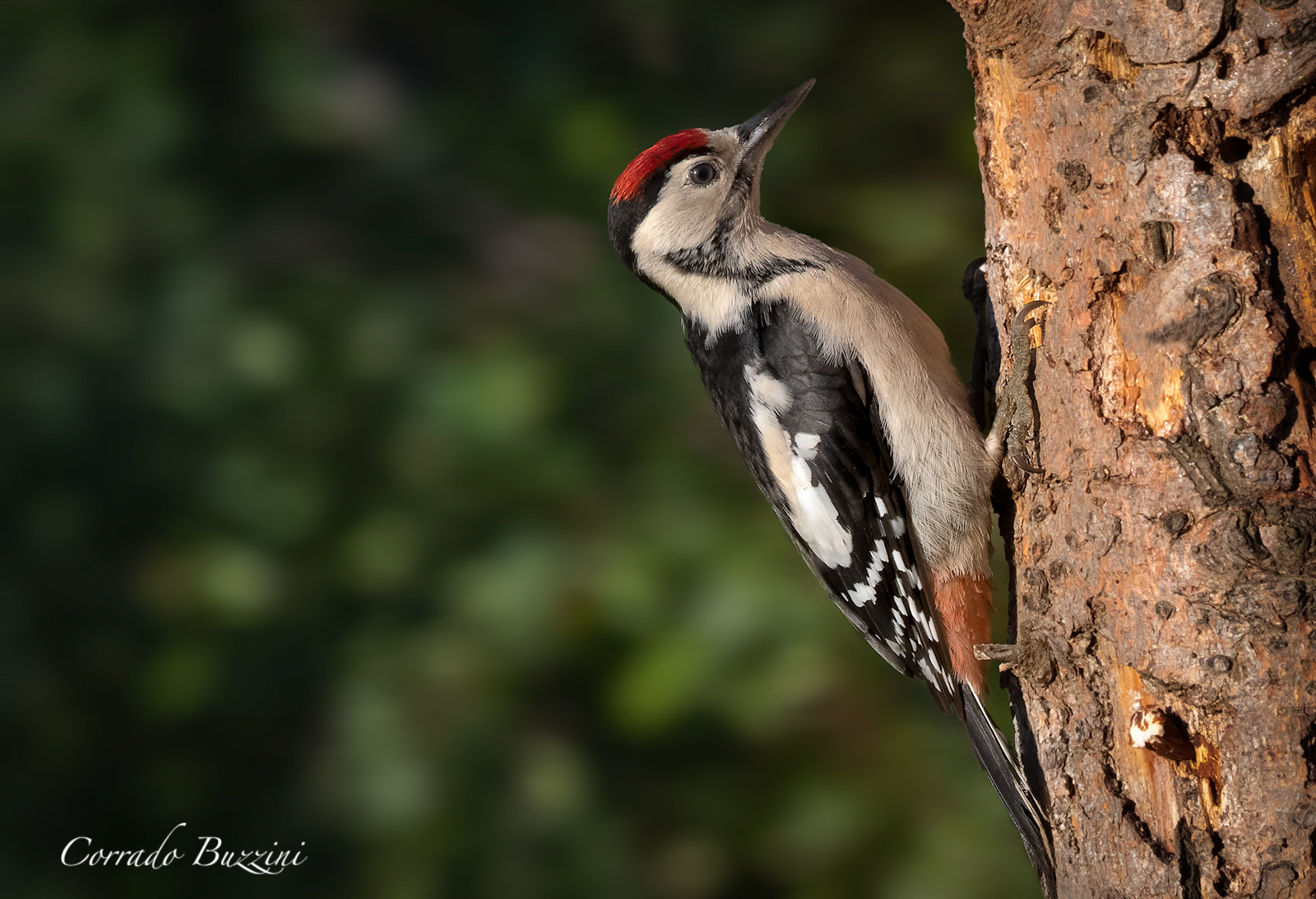 Male Young Red Woodpecker