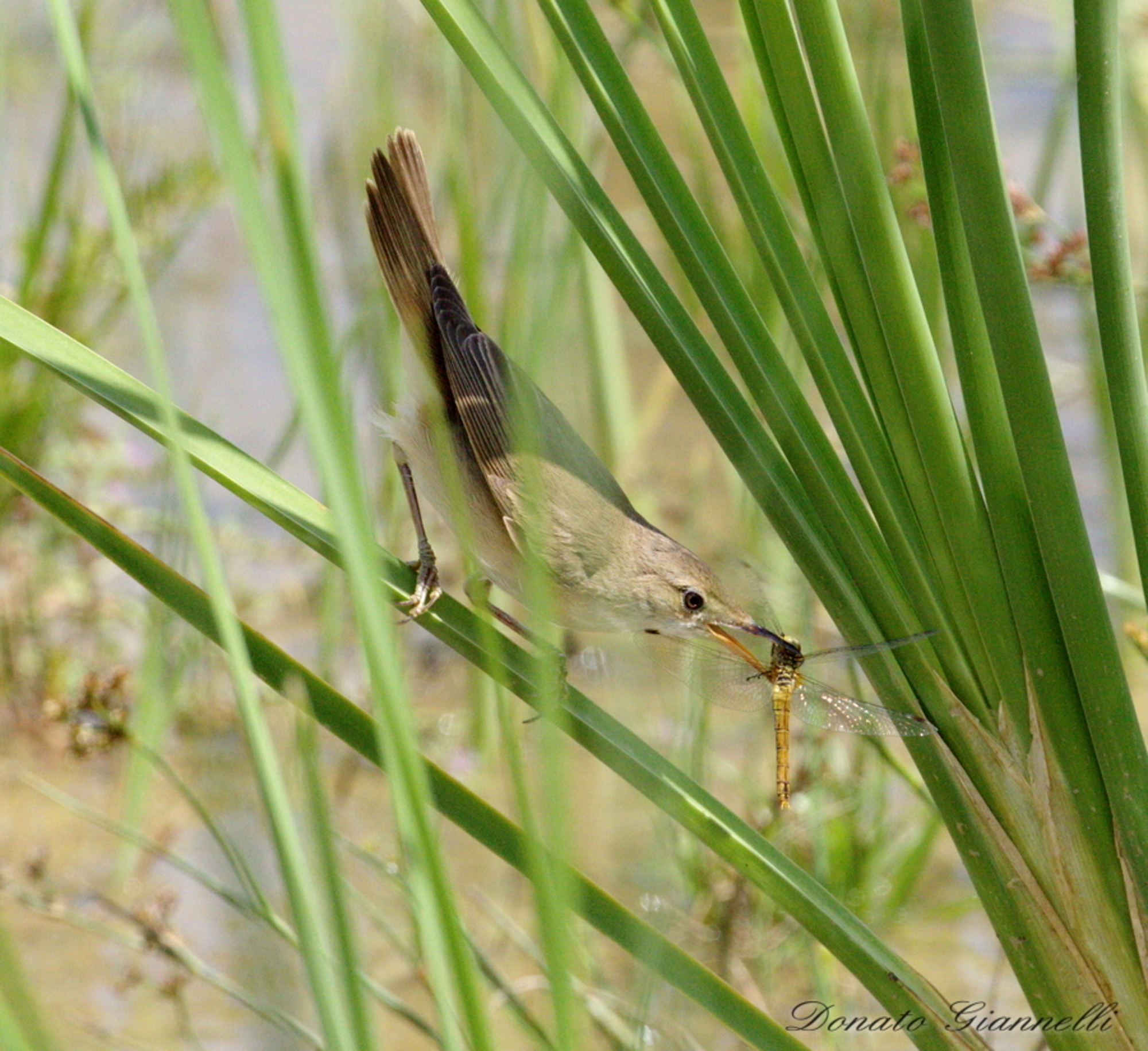 Warbler with Prey Park of the plain sixth F.no FI