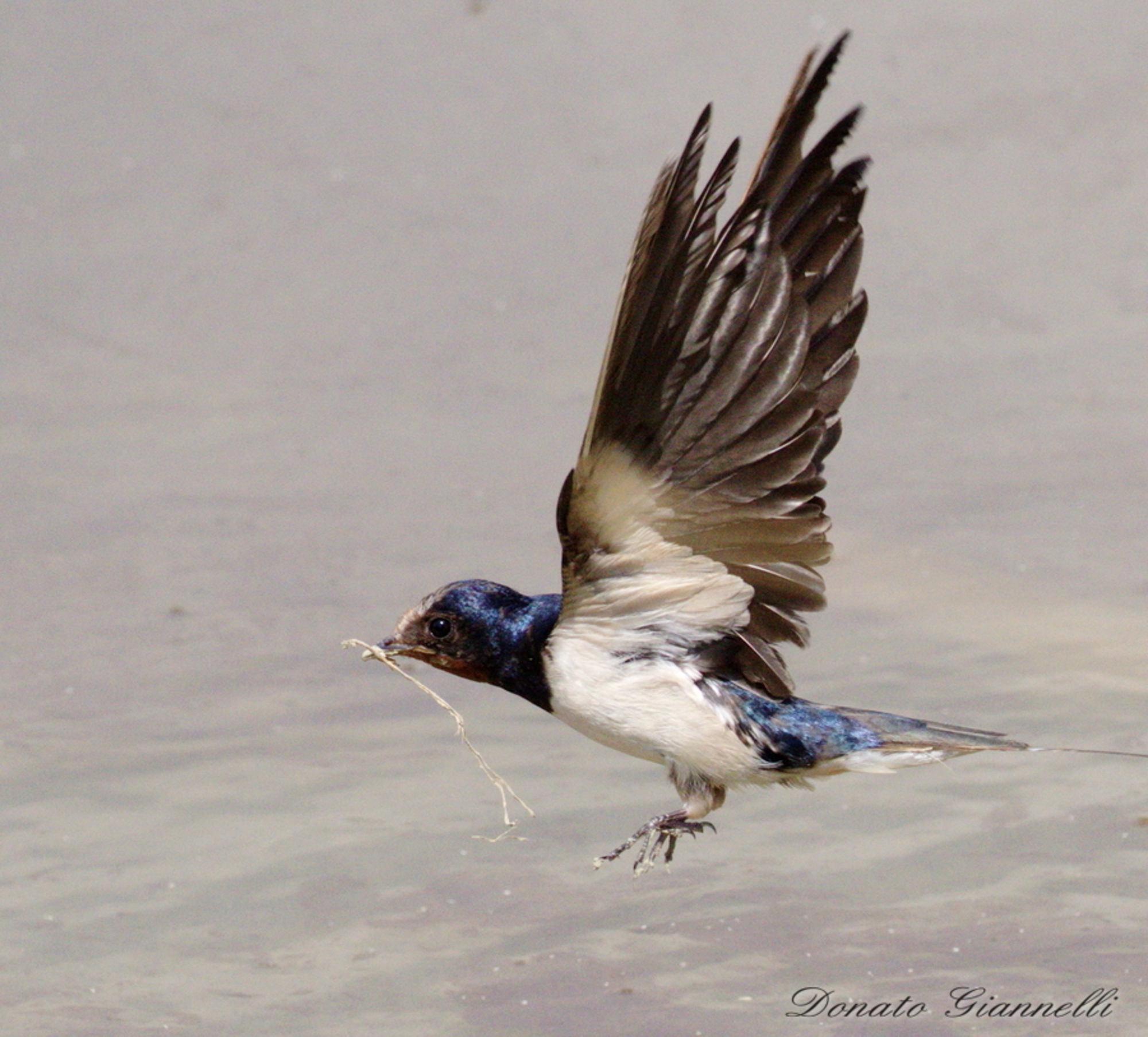 Swallow Park of the plain sixth F.no FI