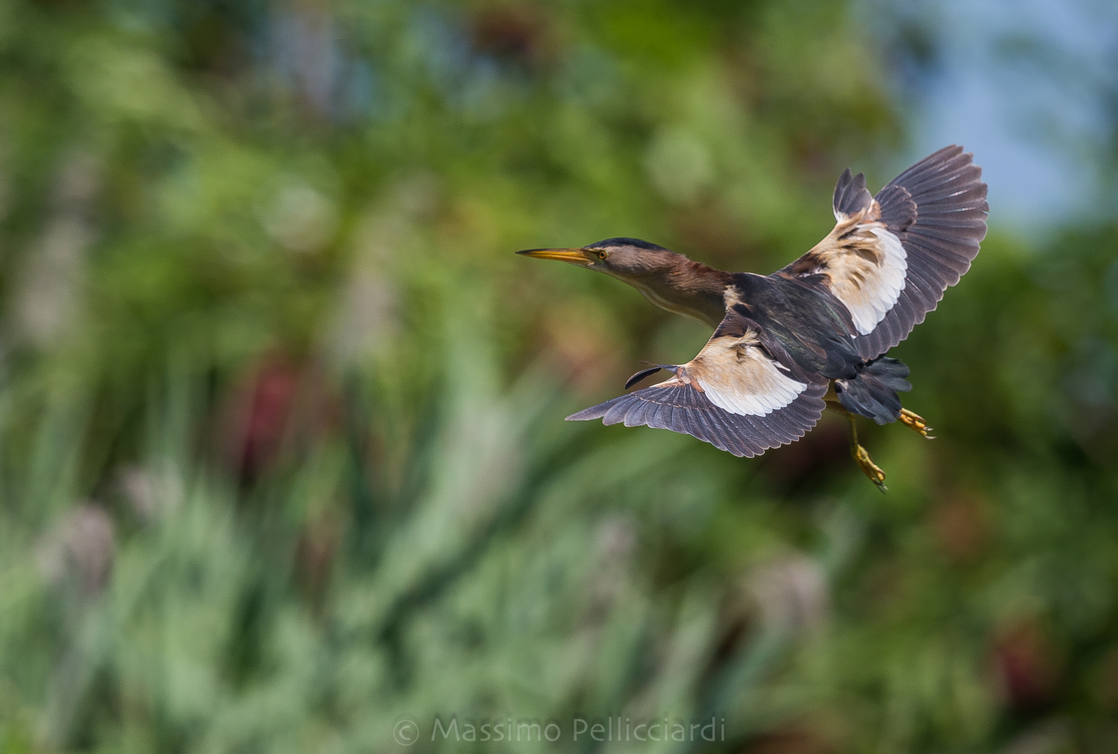 Tarabusino con aereofreni