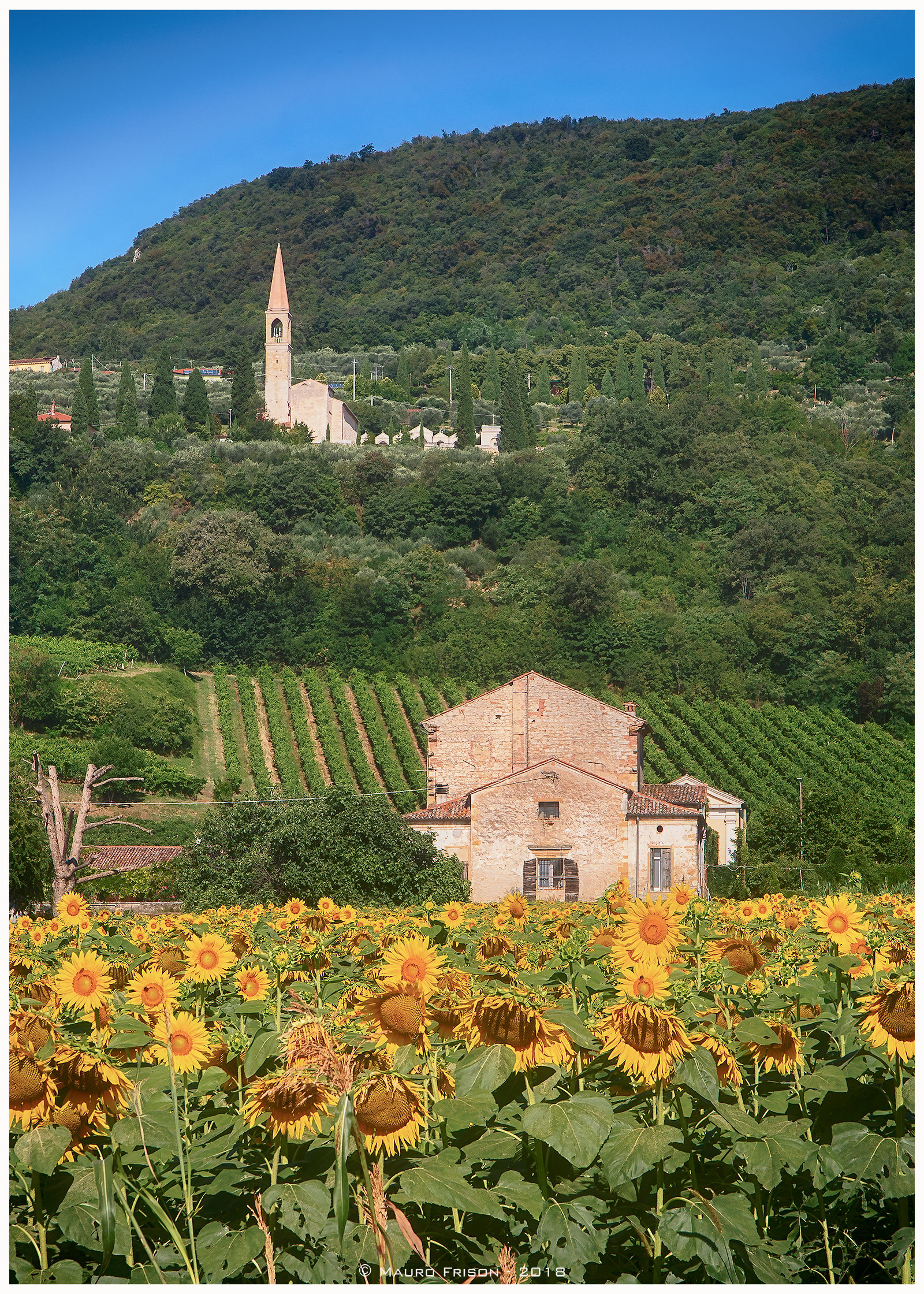 The colors of summer