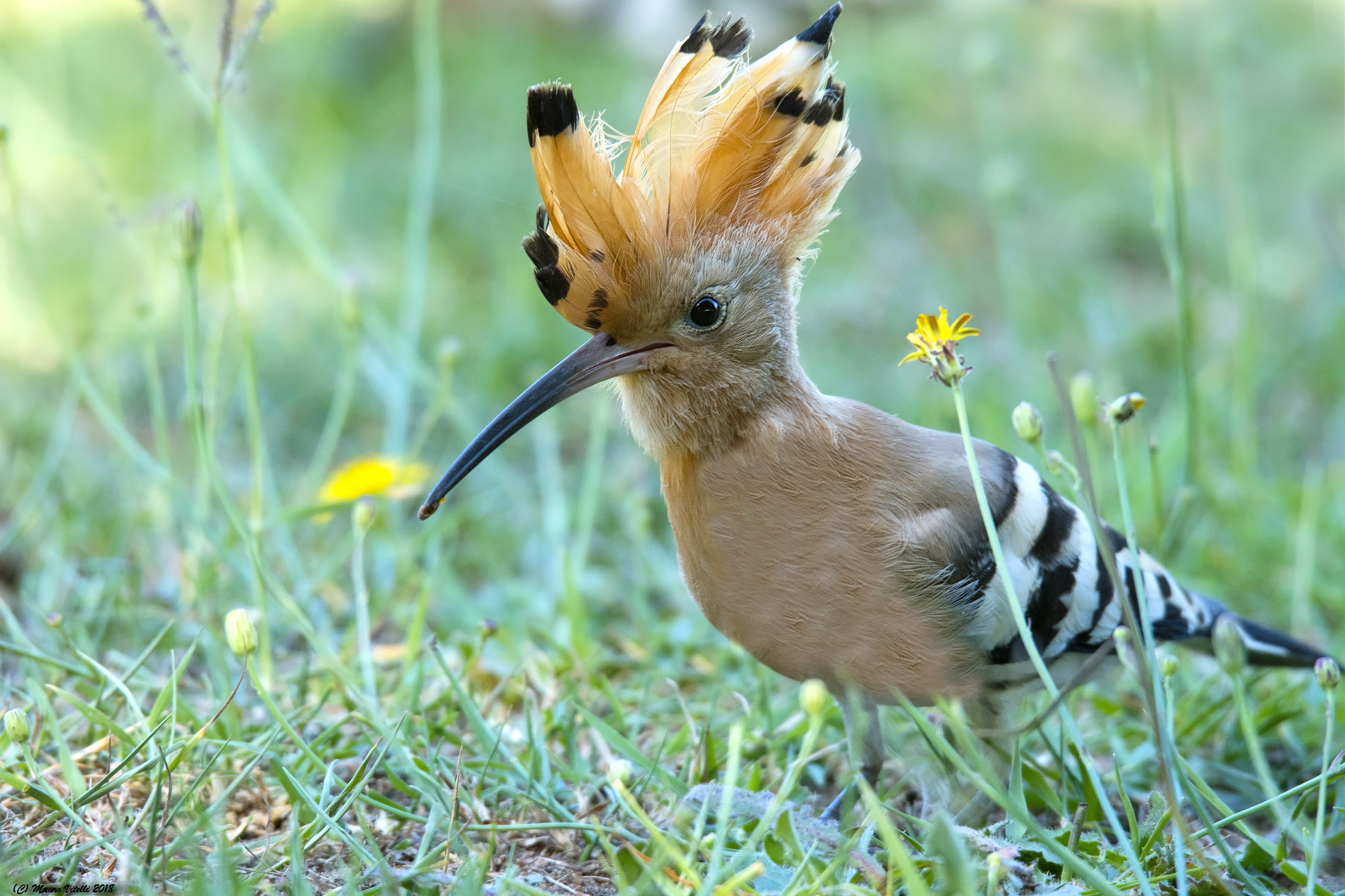 Hoopoe