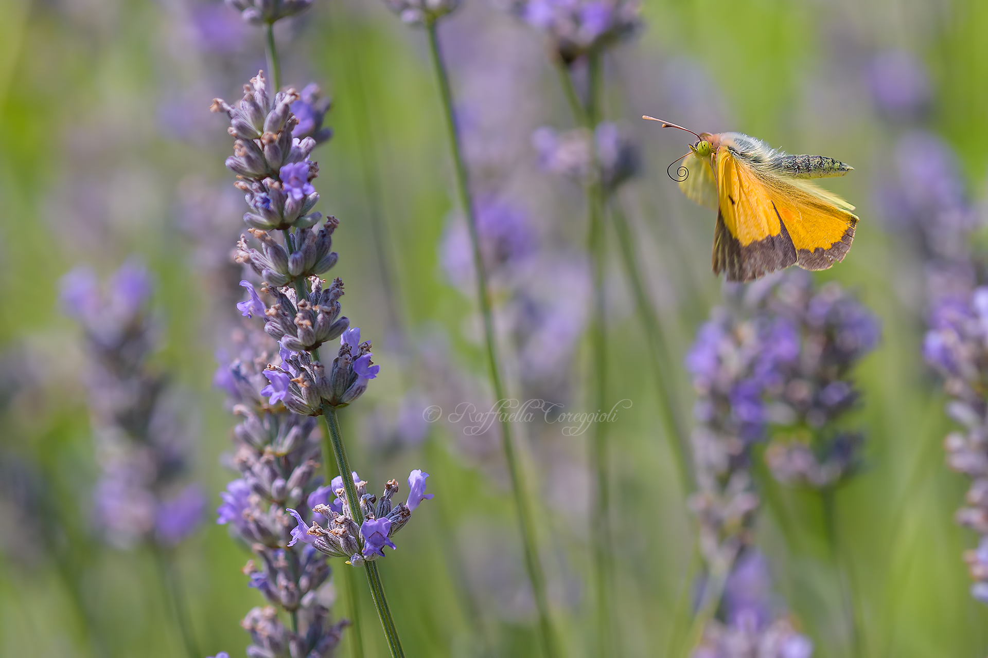 Colias in reconnaissance