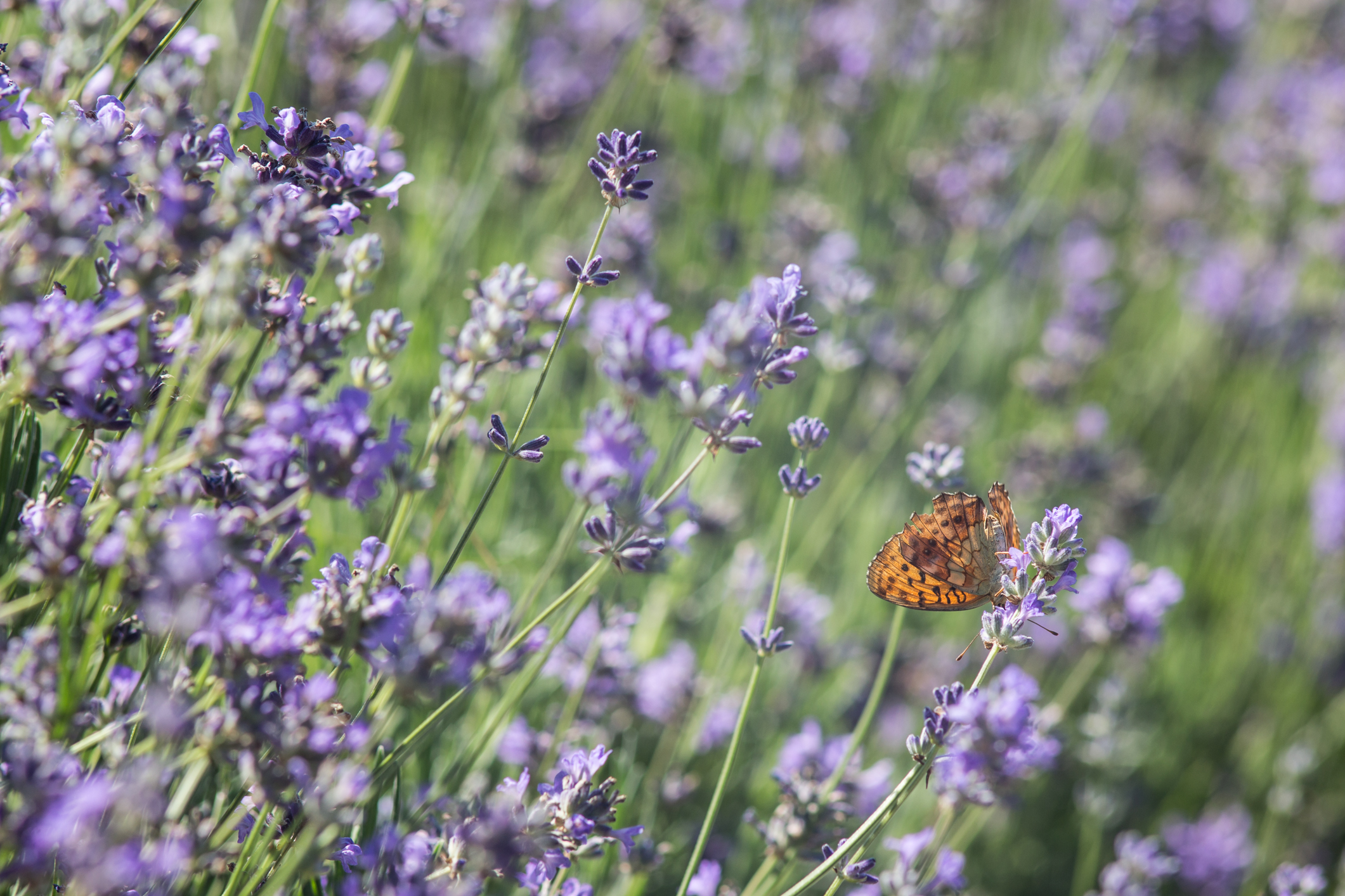 Lavanda in piemonte