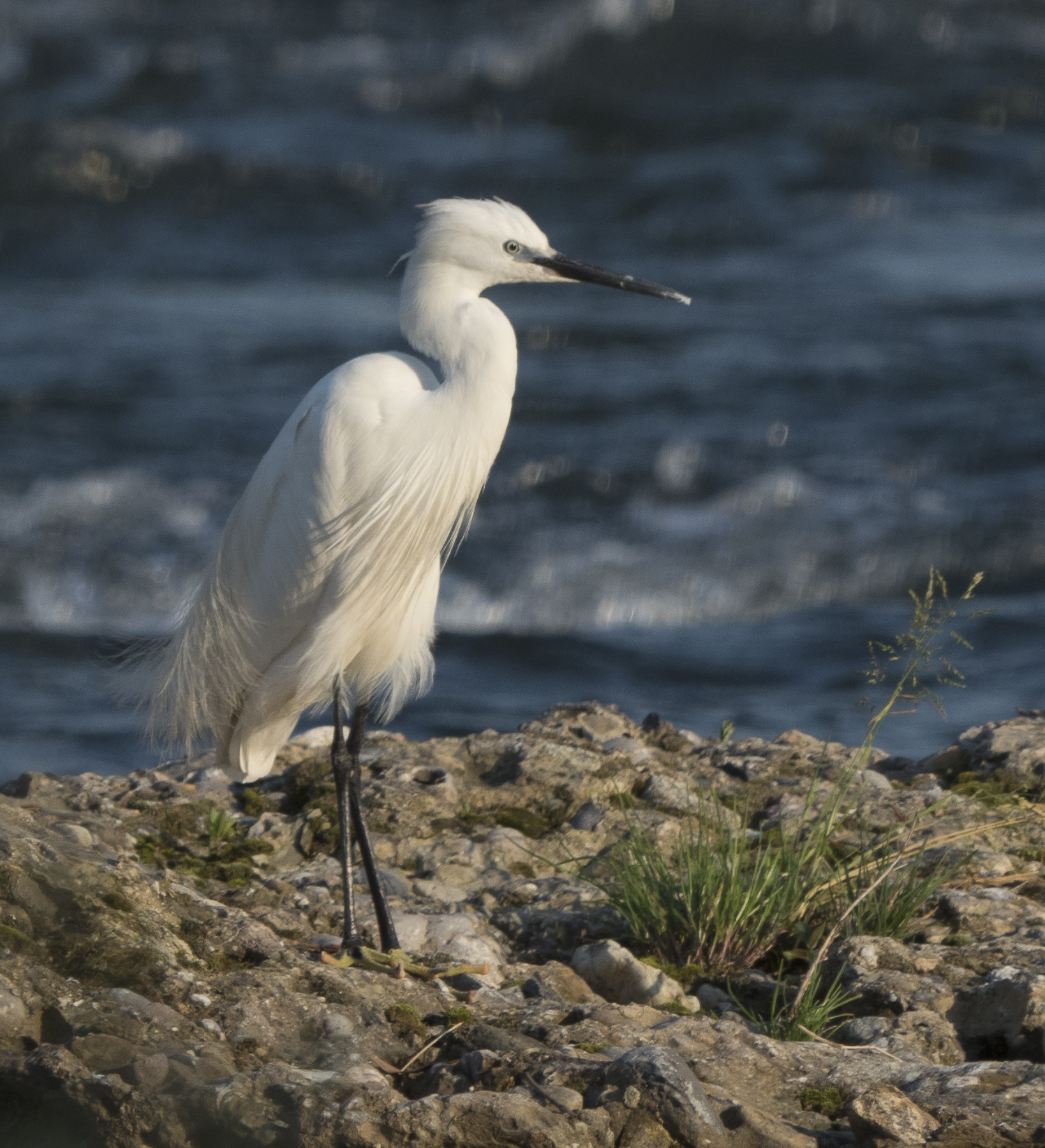 Egret upwind