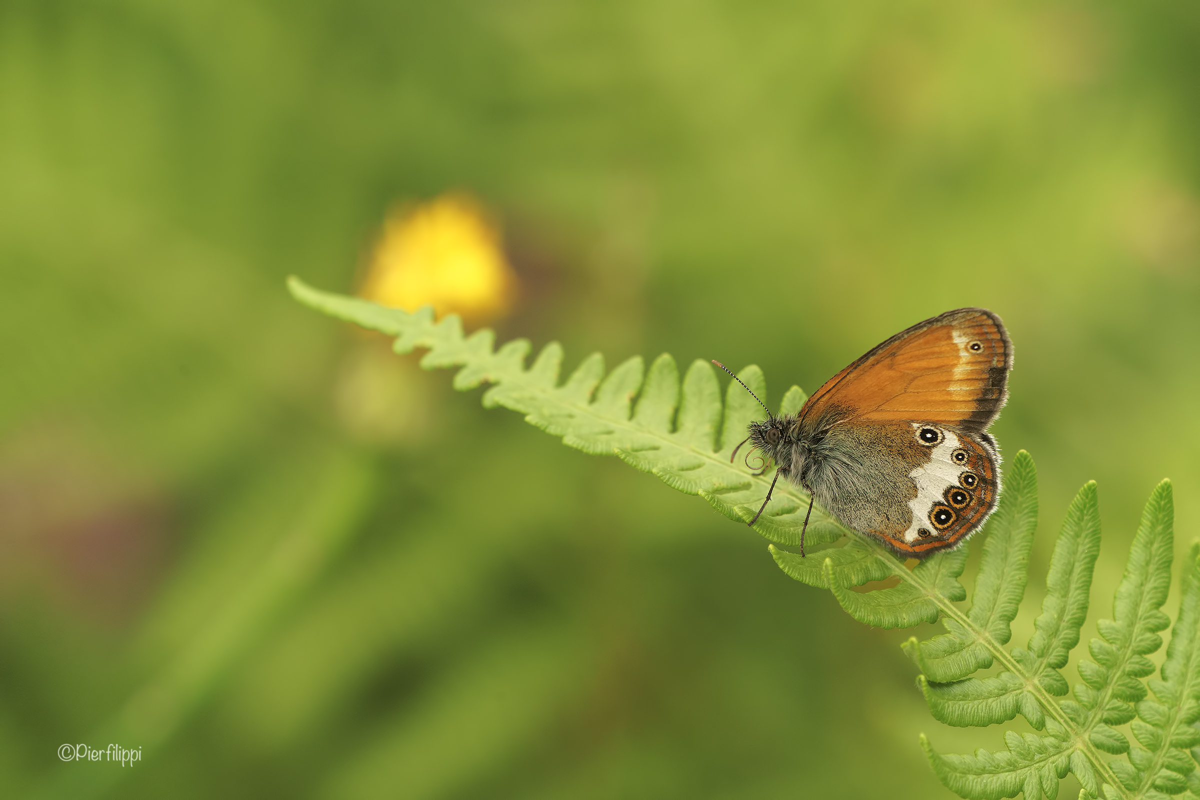 Coenonympha Arcana