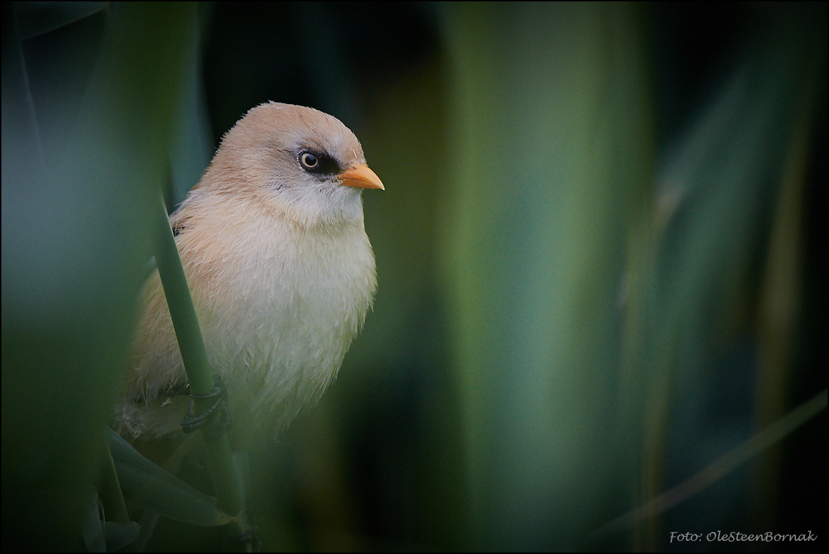 BeardedTitmouse