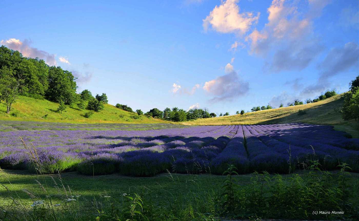 La lavanda di......Val di Pozzo