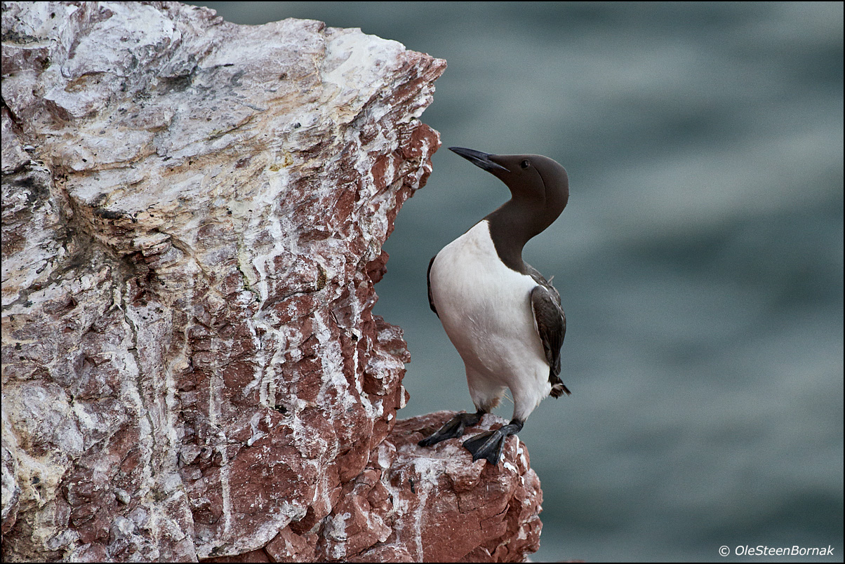 Guillemot