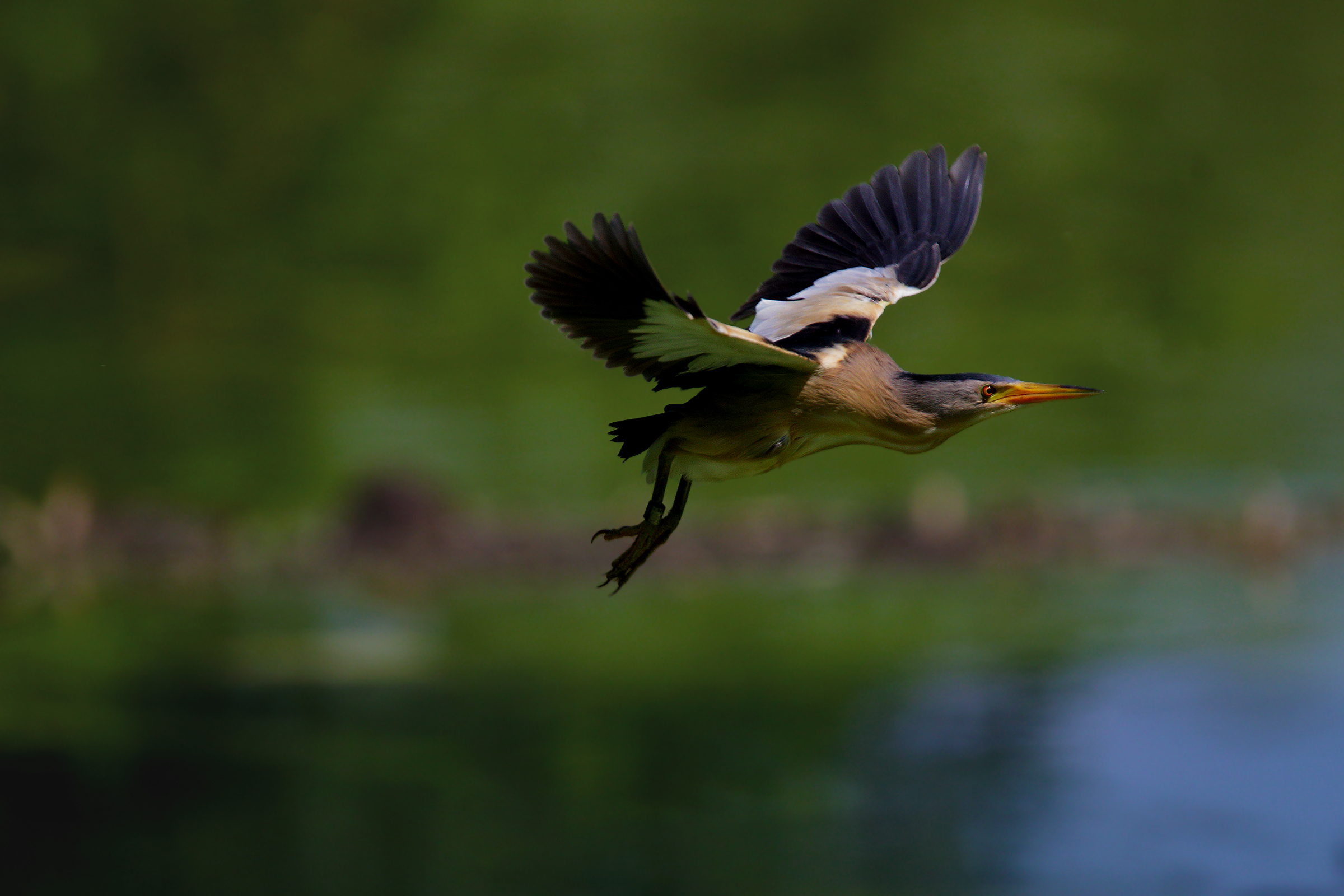 Bittern on the Fly