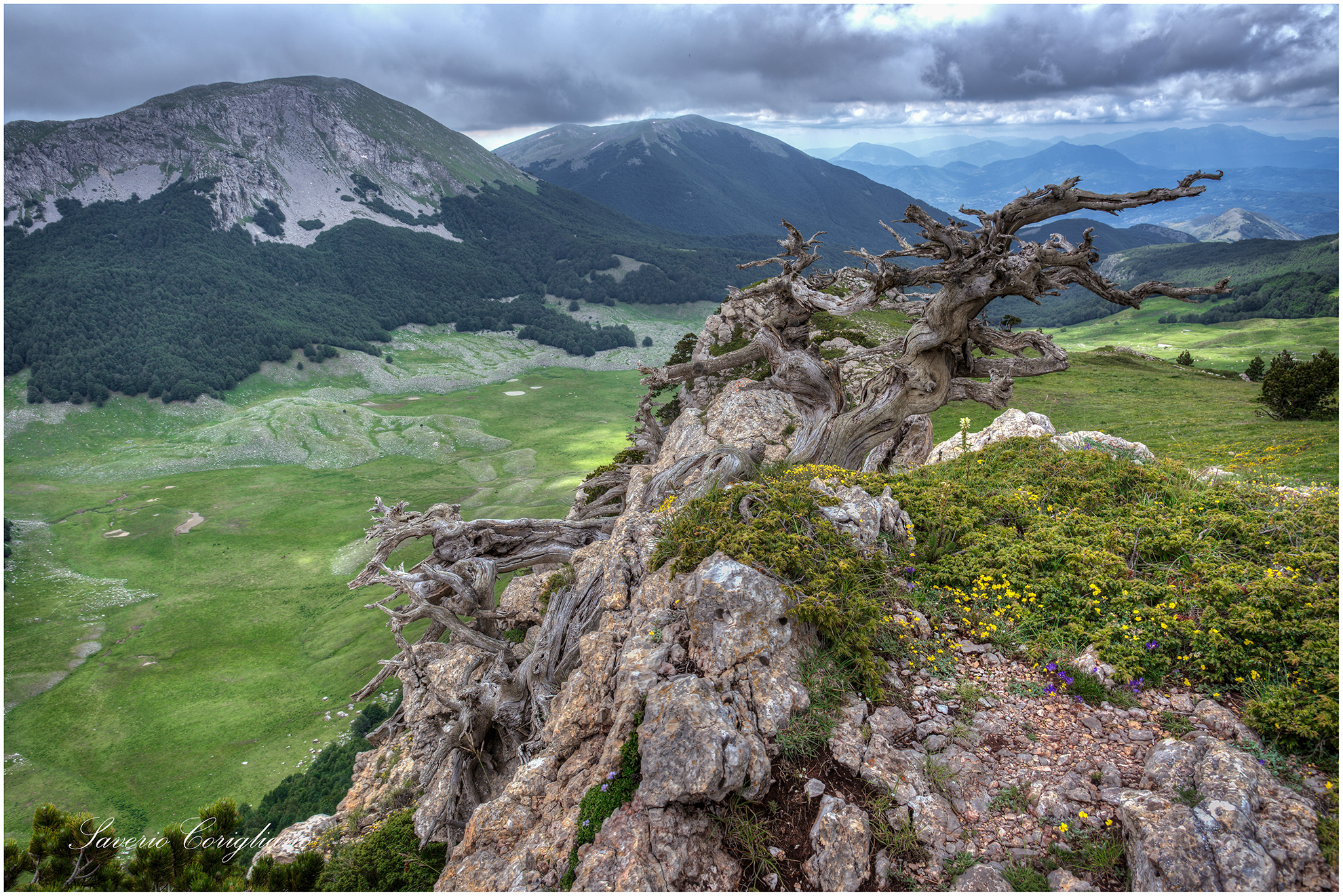 pino loricato ,parco nazionale del pollino  calabria