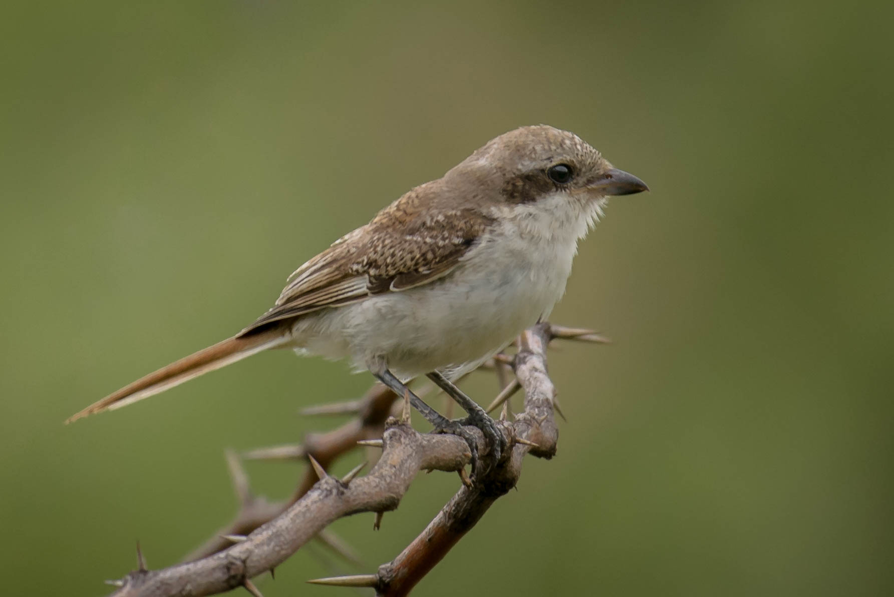 Bay backed shrike juvenile