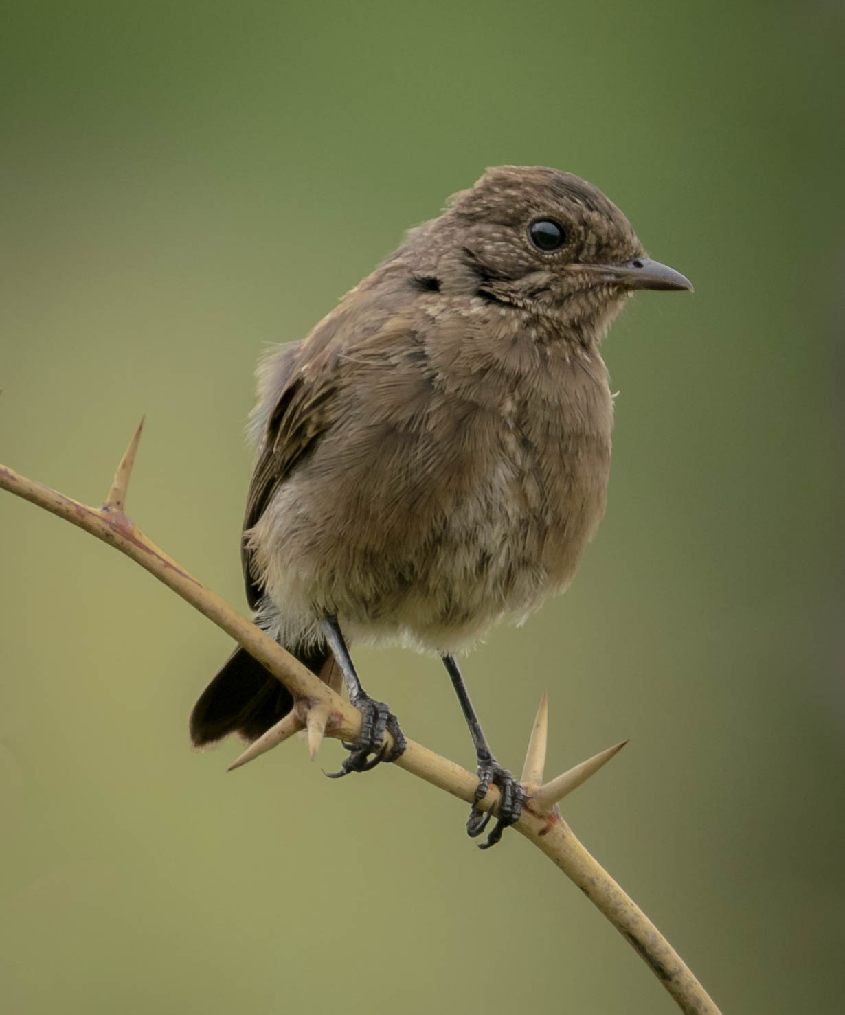 Pied bush chat female