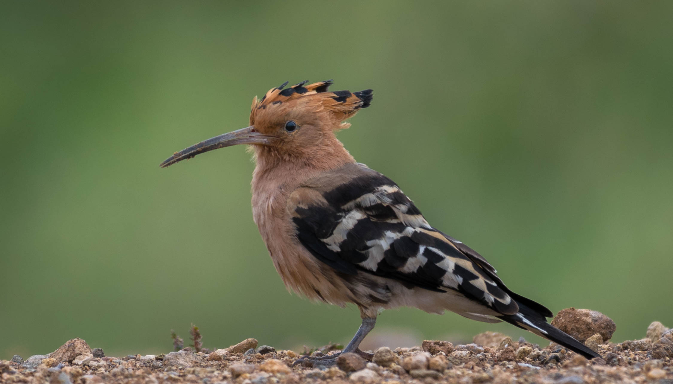 Hoopoe