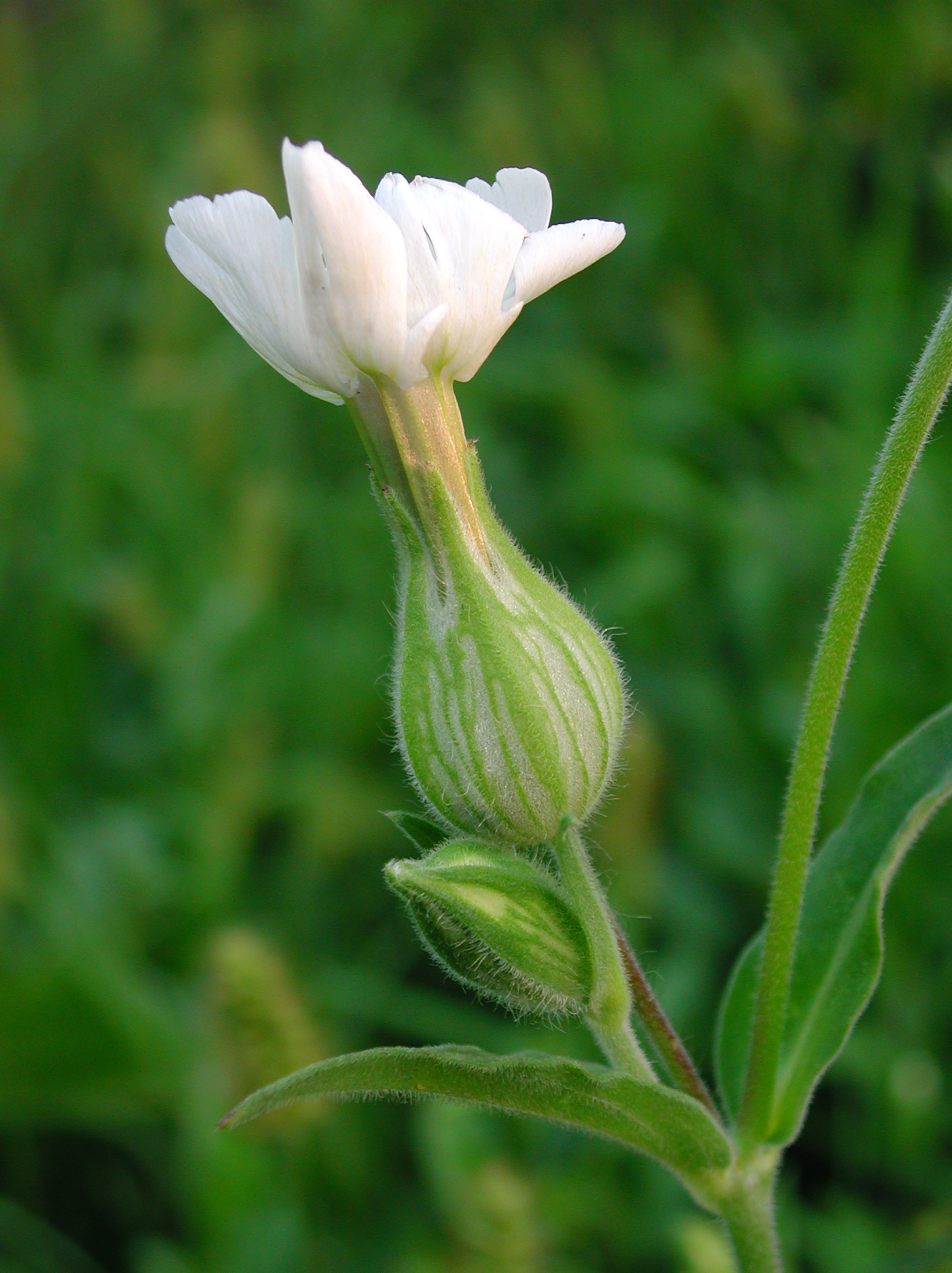 Silene alba