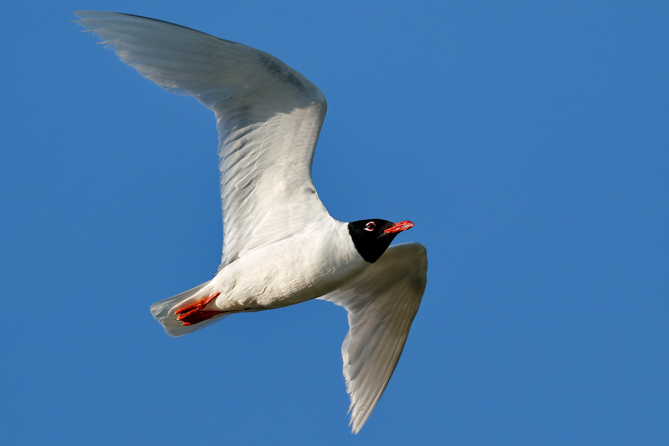 A caccia di insetti in volo - Gabbiano corallino