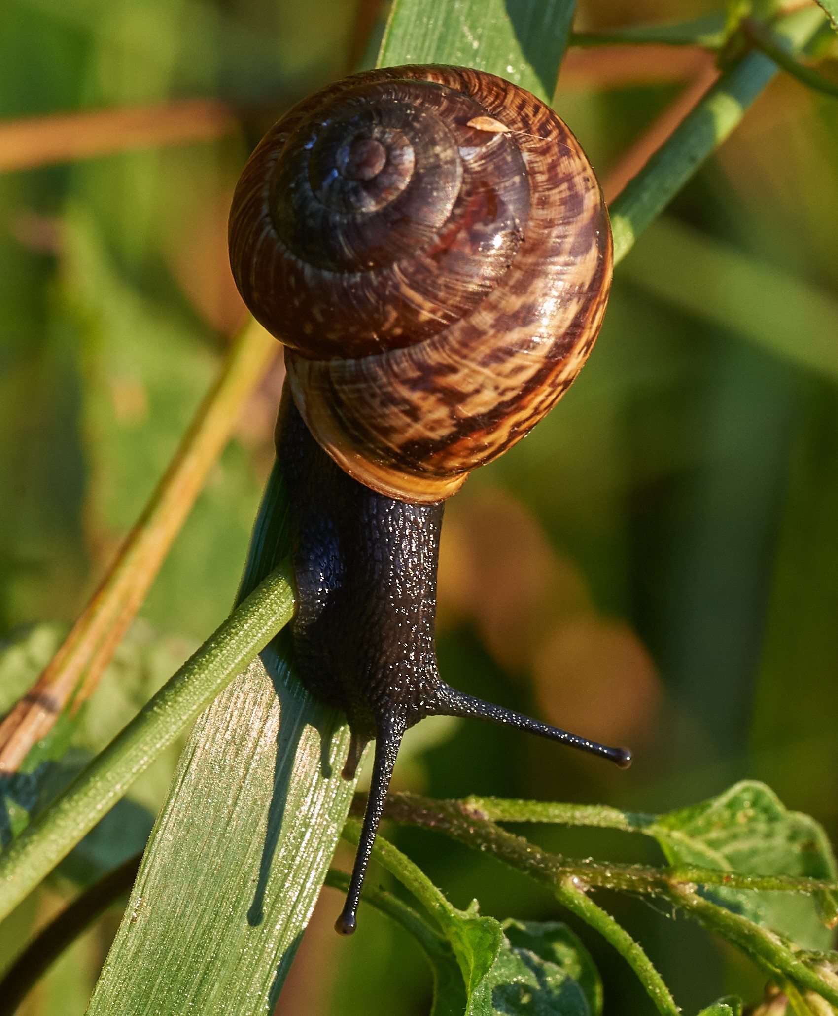 Snail