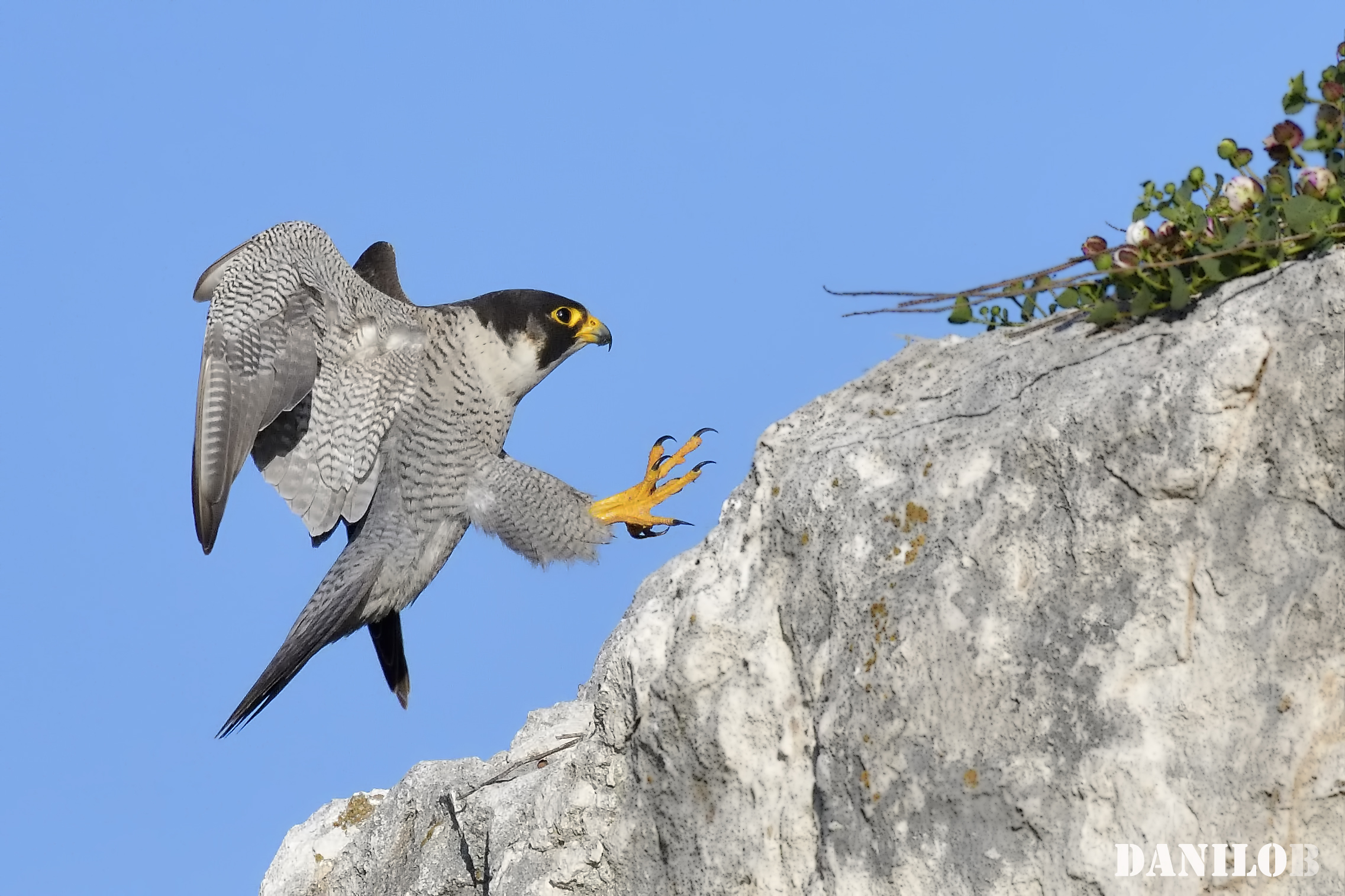 ... to the favorite Perch...