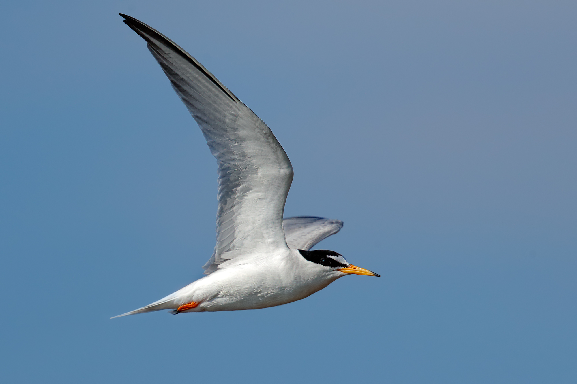 Tern