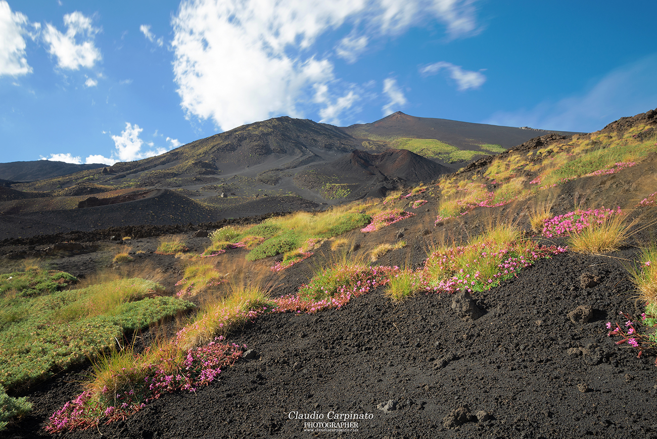 Etna, Saponaria at altitude 2000