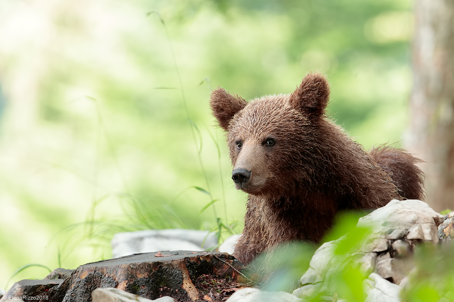 Brown bear