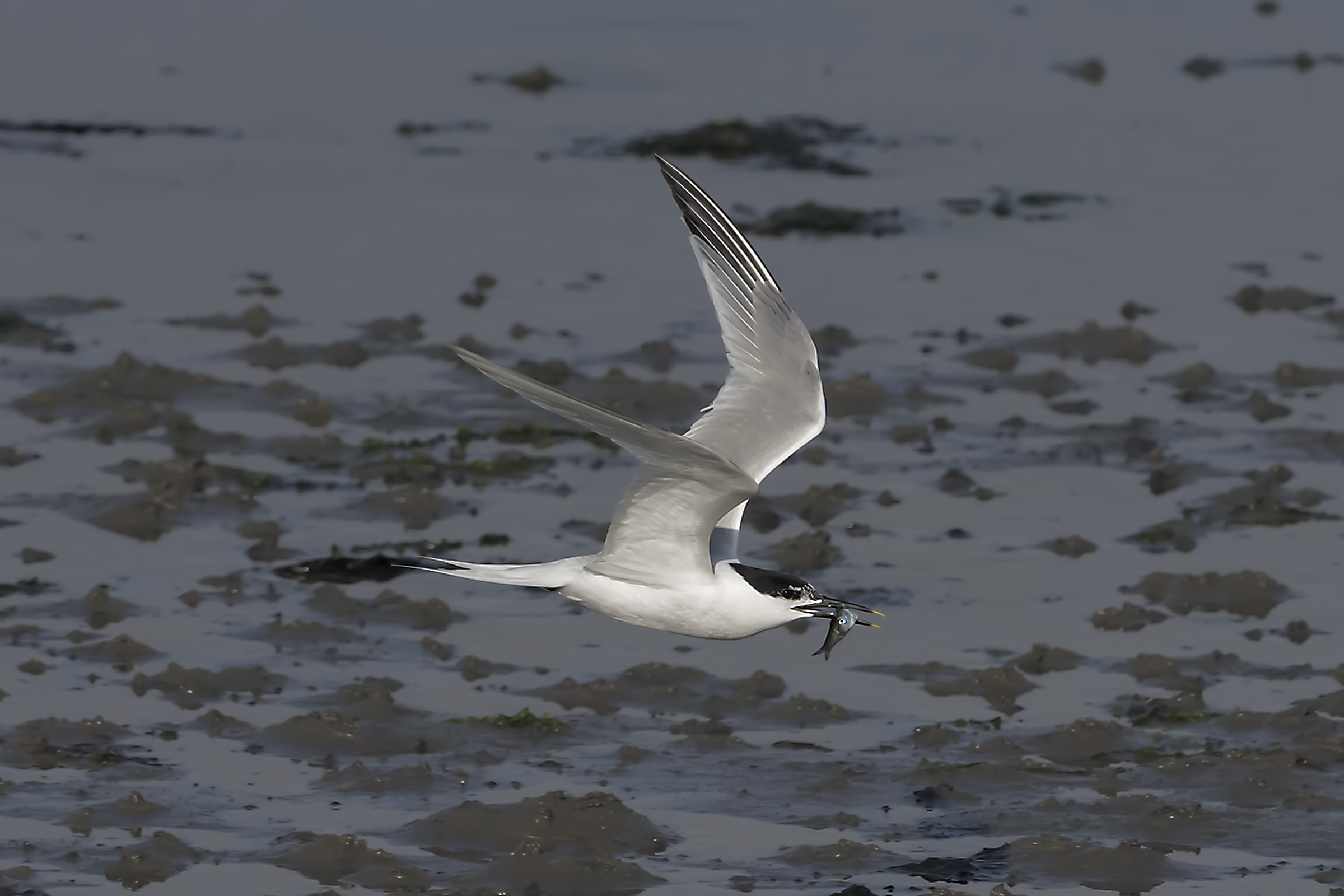 Sandwich Tern