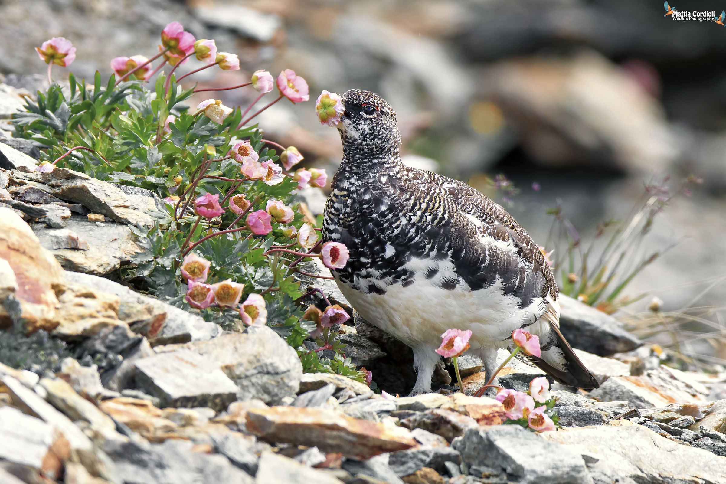 White partridge among the flowers...