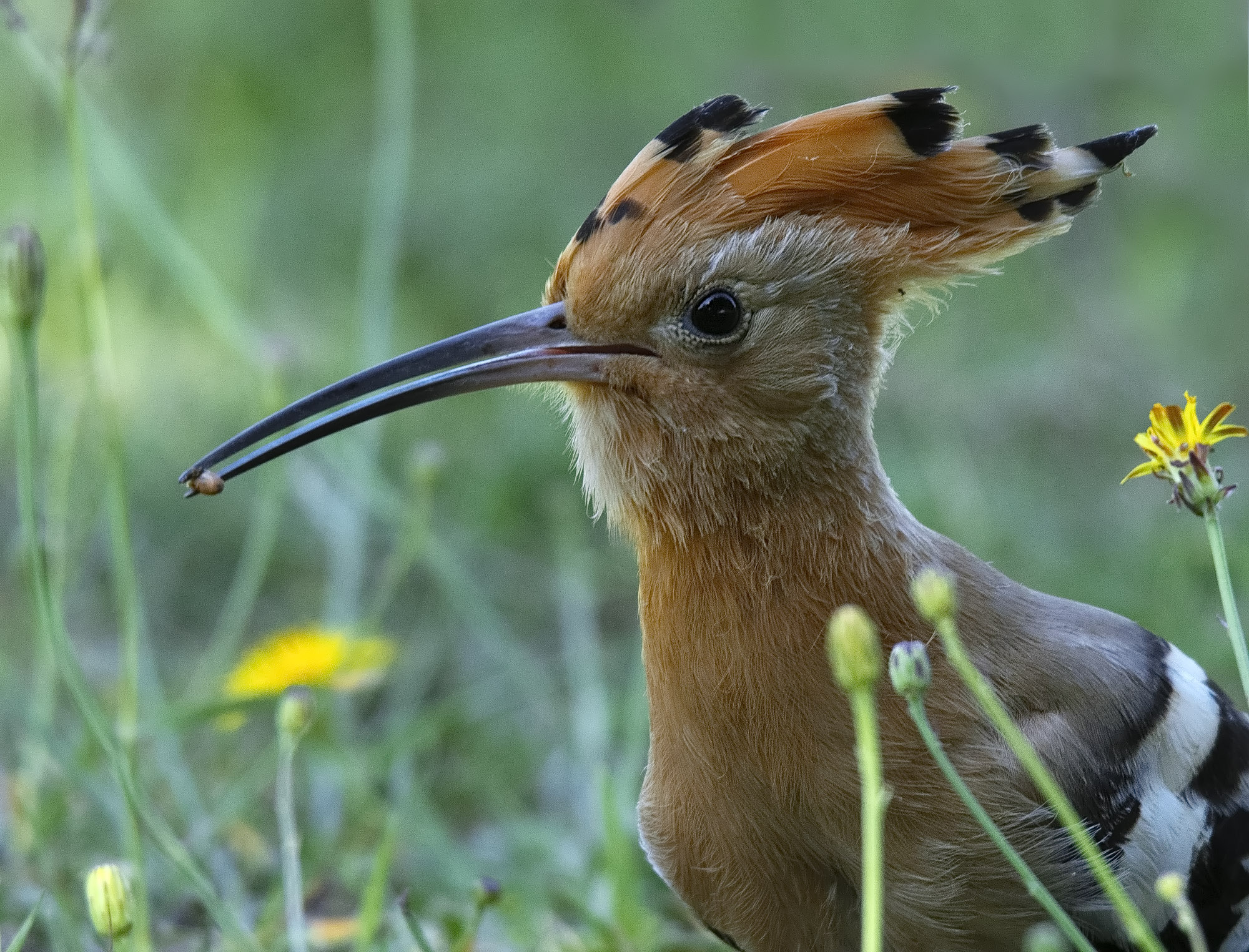 Very close... Hoopoe