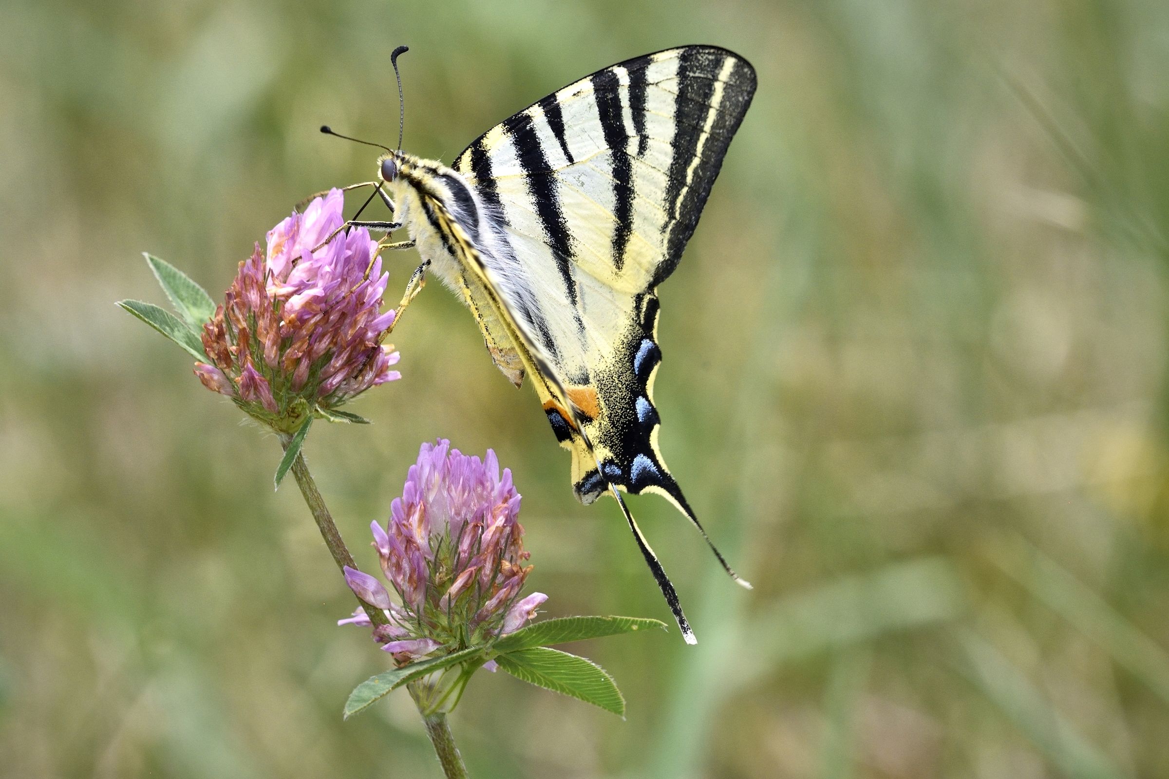 Iphiciclides Podalirius