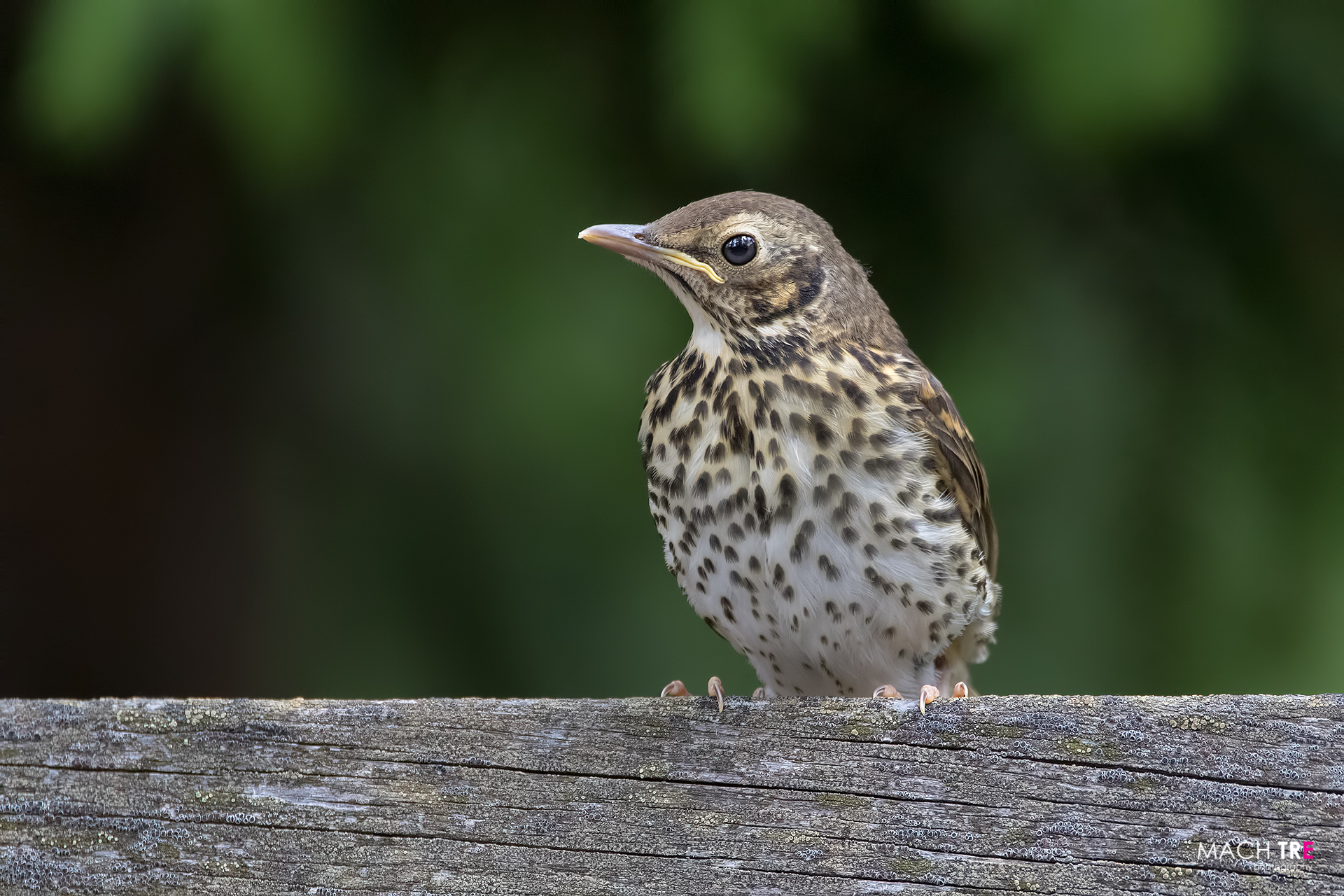 Thrush Thrush (Turdus philomelos)