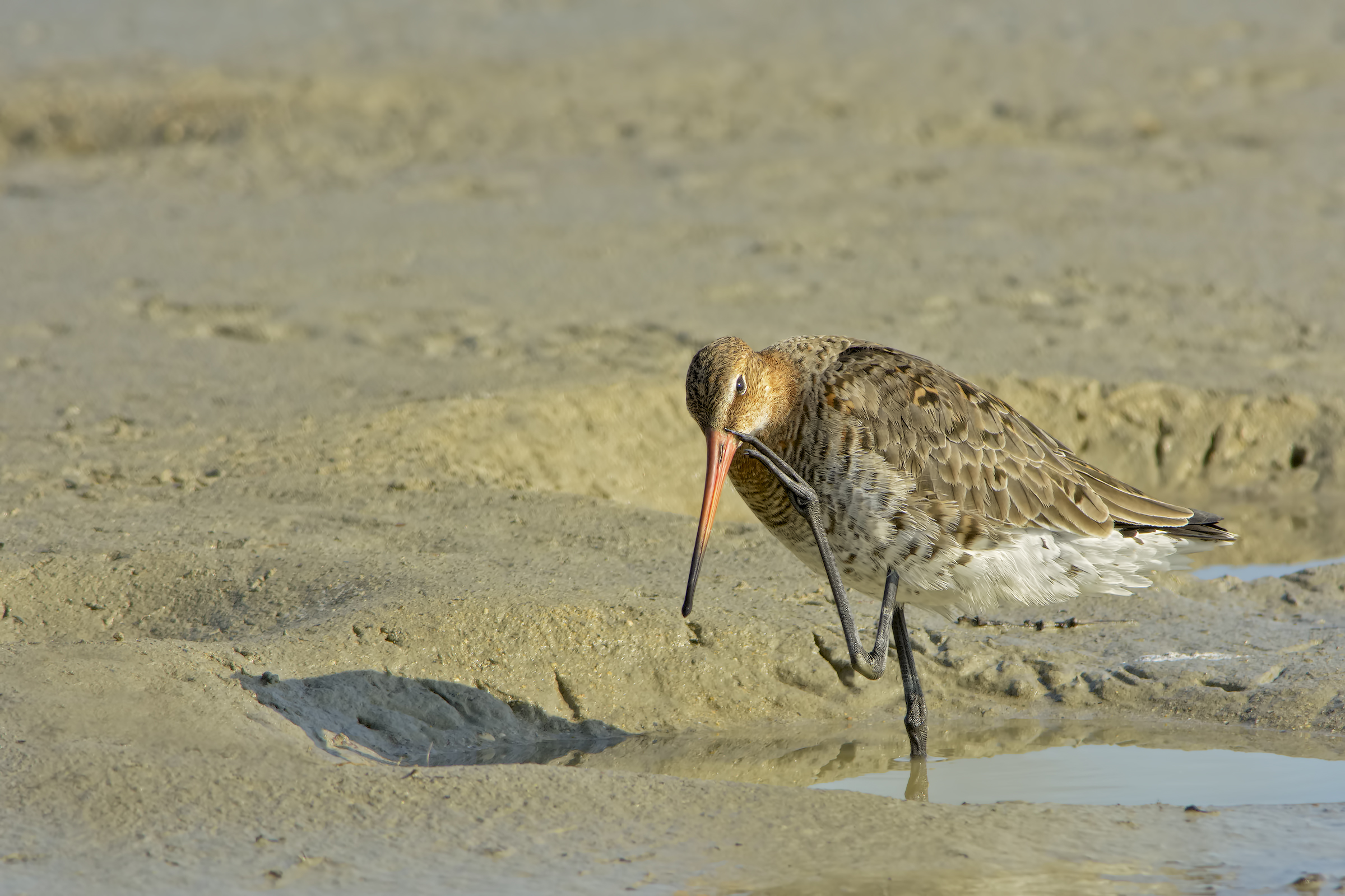 Pittima reale (Limosa limosa)