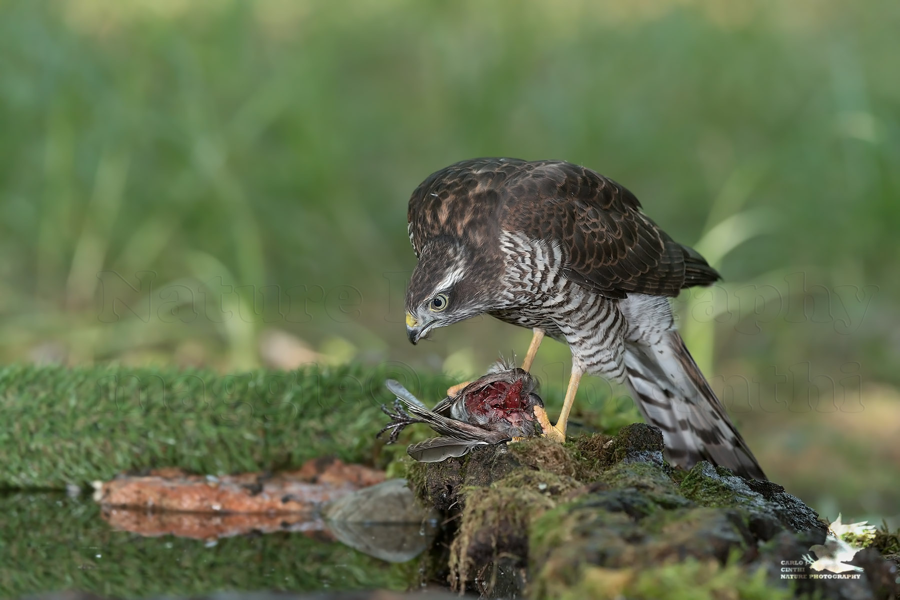 Giovane Sparviere femmina con preda
