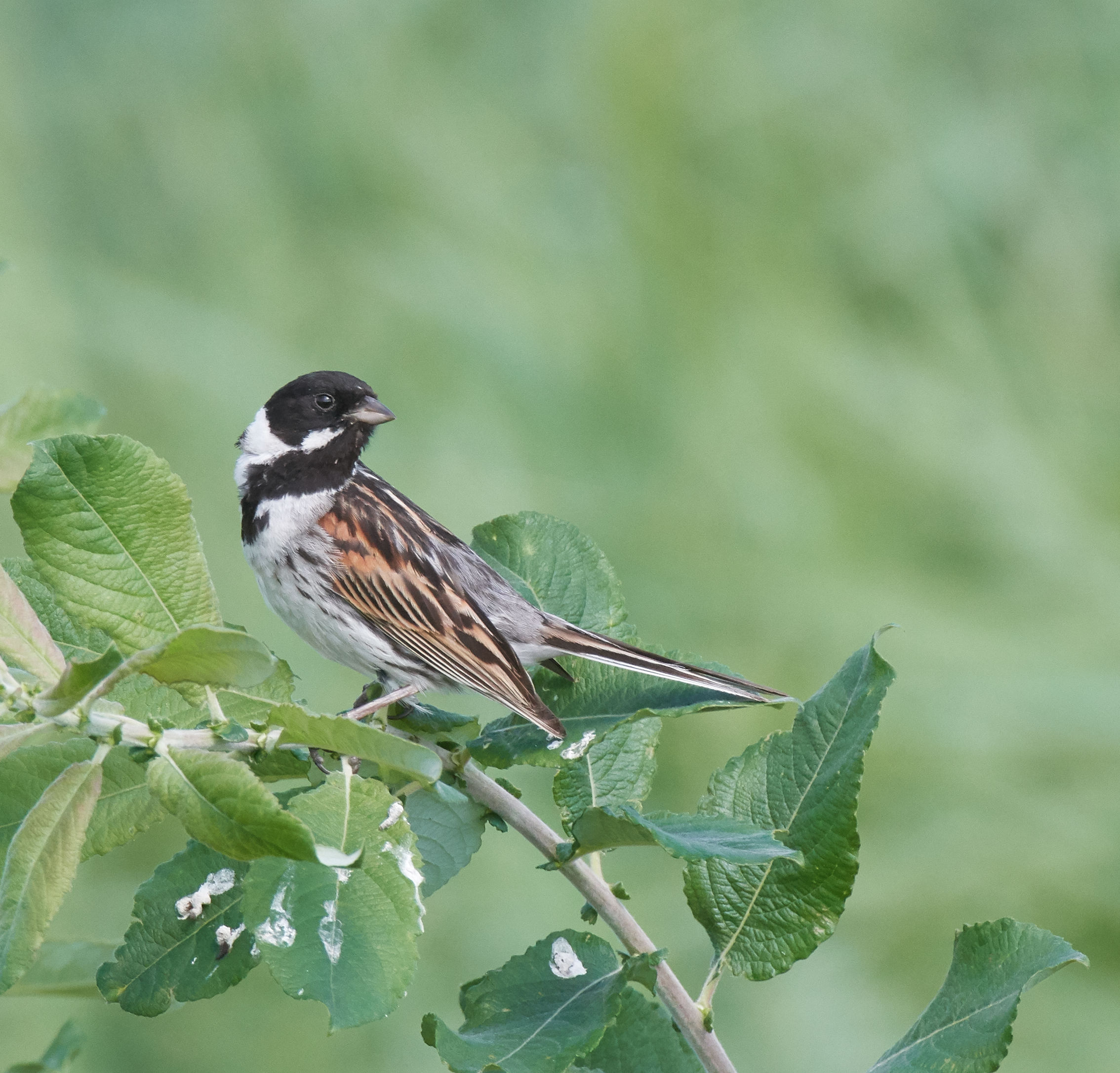 Comune Reed Bunting maschio