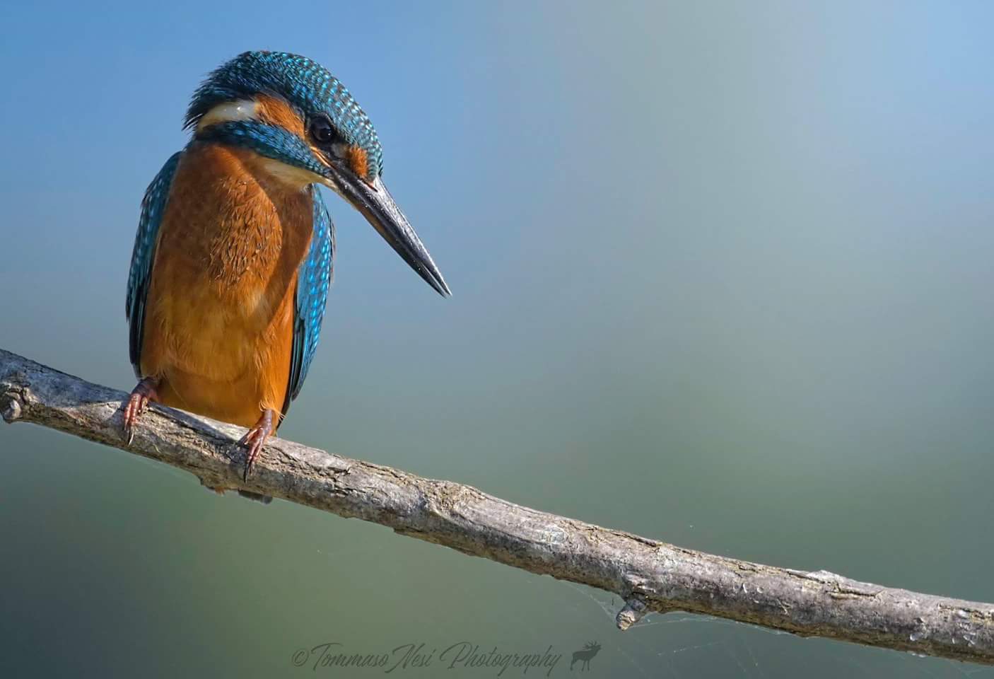Kingfisher