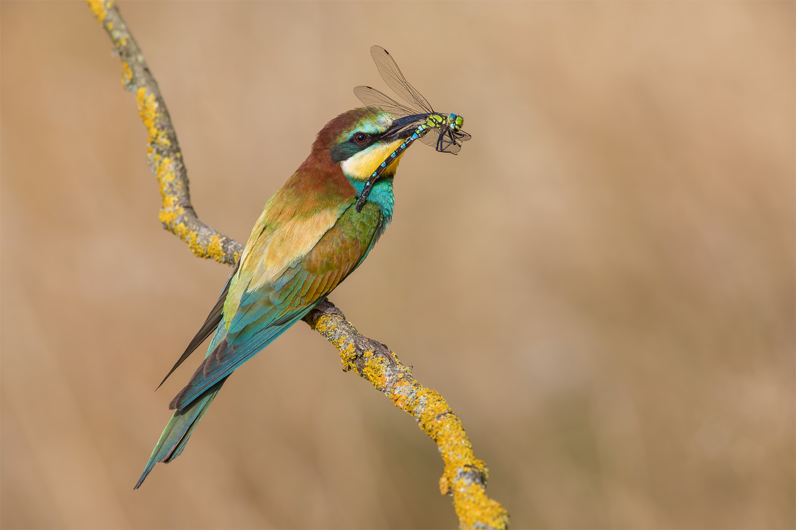 Ape-Eater europeo (Merops apiaster)