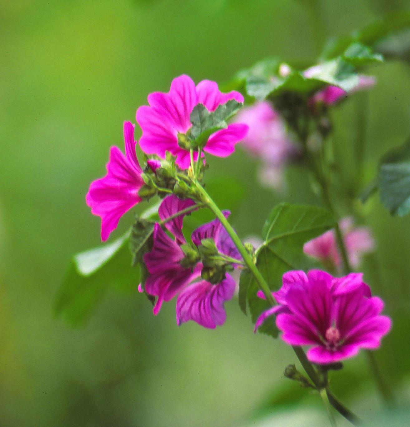 Senza titolo.canon.eos 1.v.180.f.3.5.macro.canon