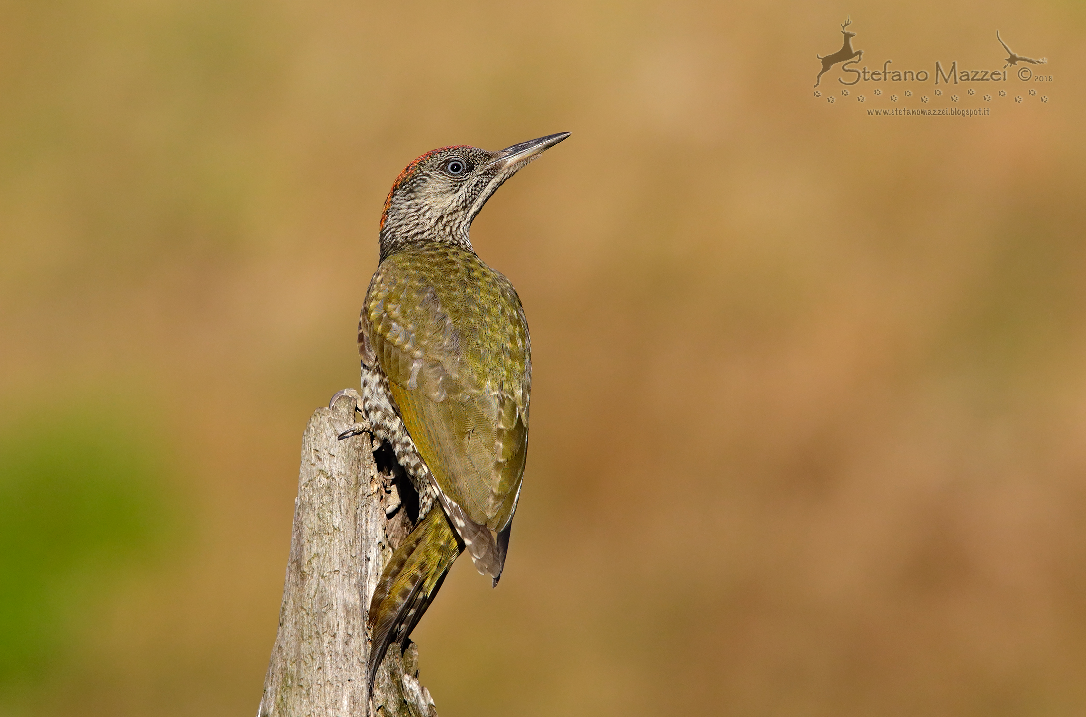 The Young Green Woodpecker