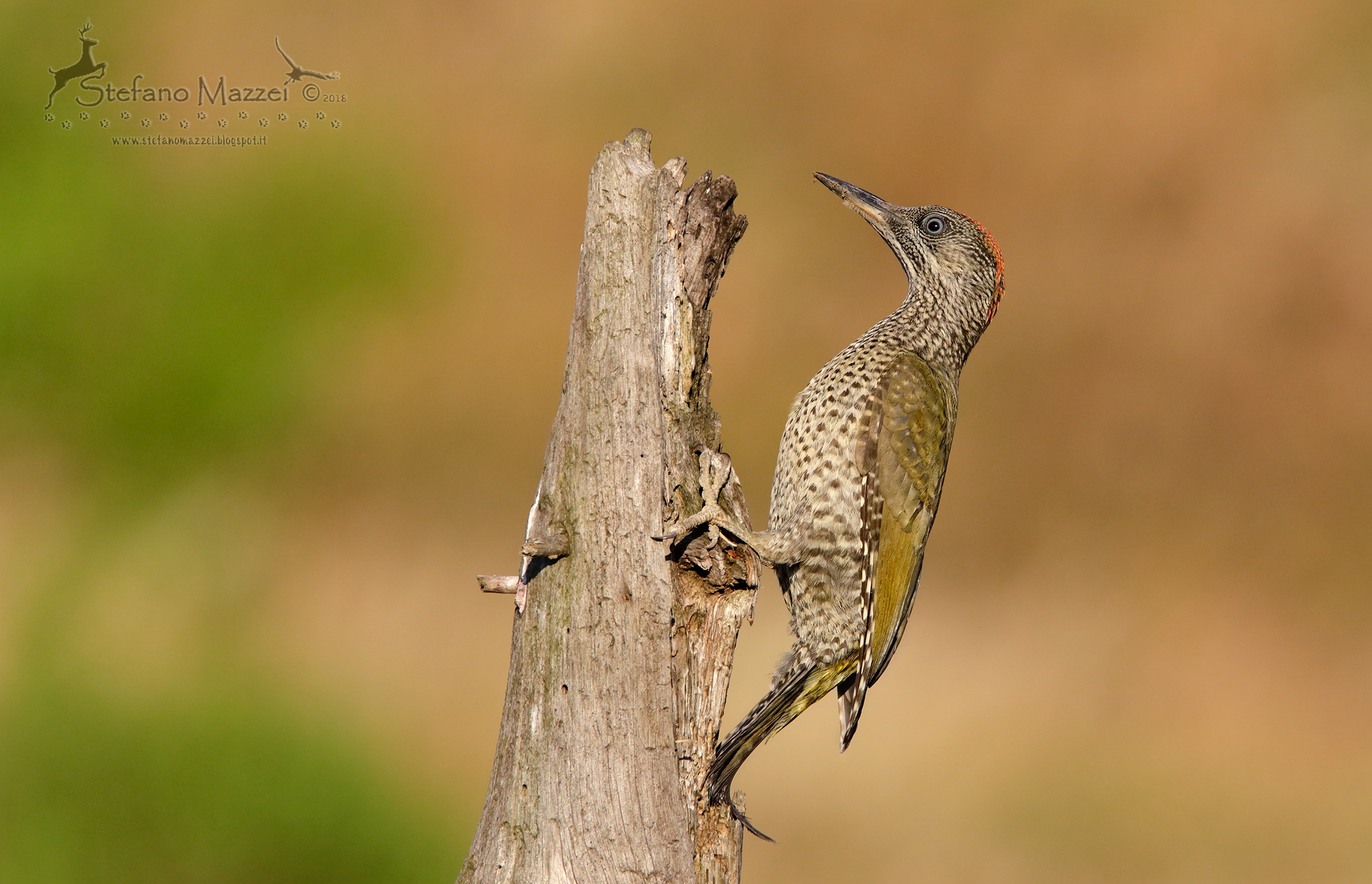 Boy Green Woodpecker